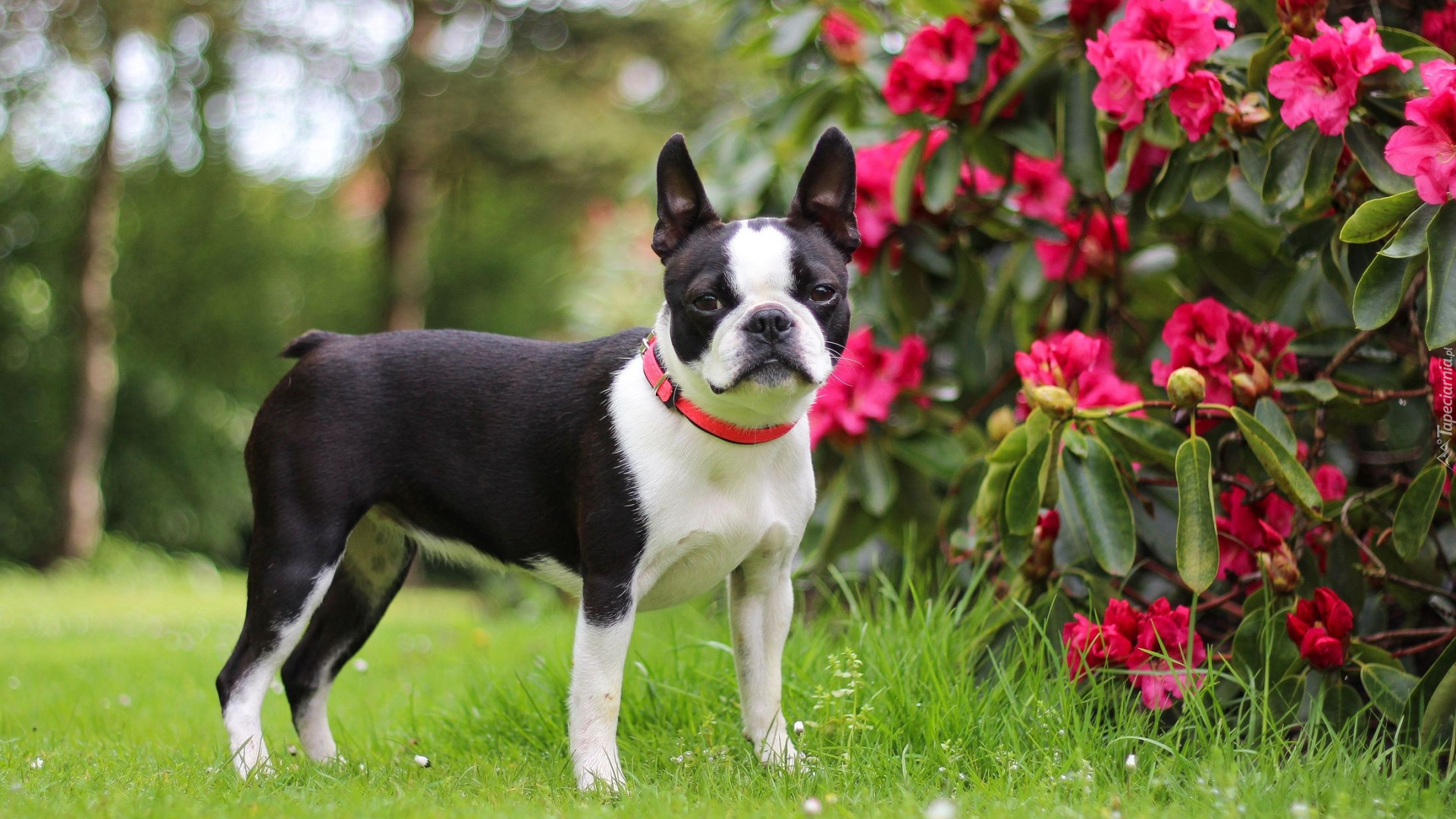Pies, Boston terrier, Obroża, Rododendron