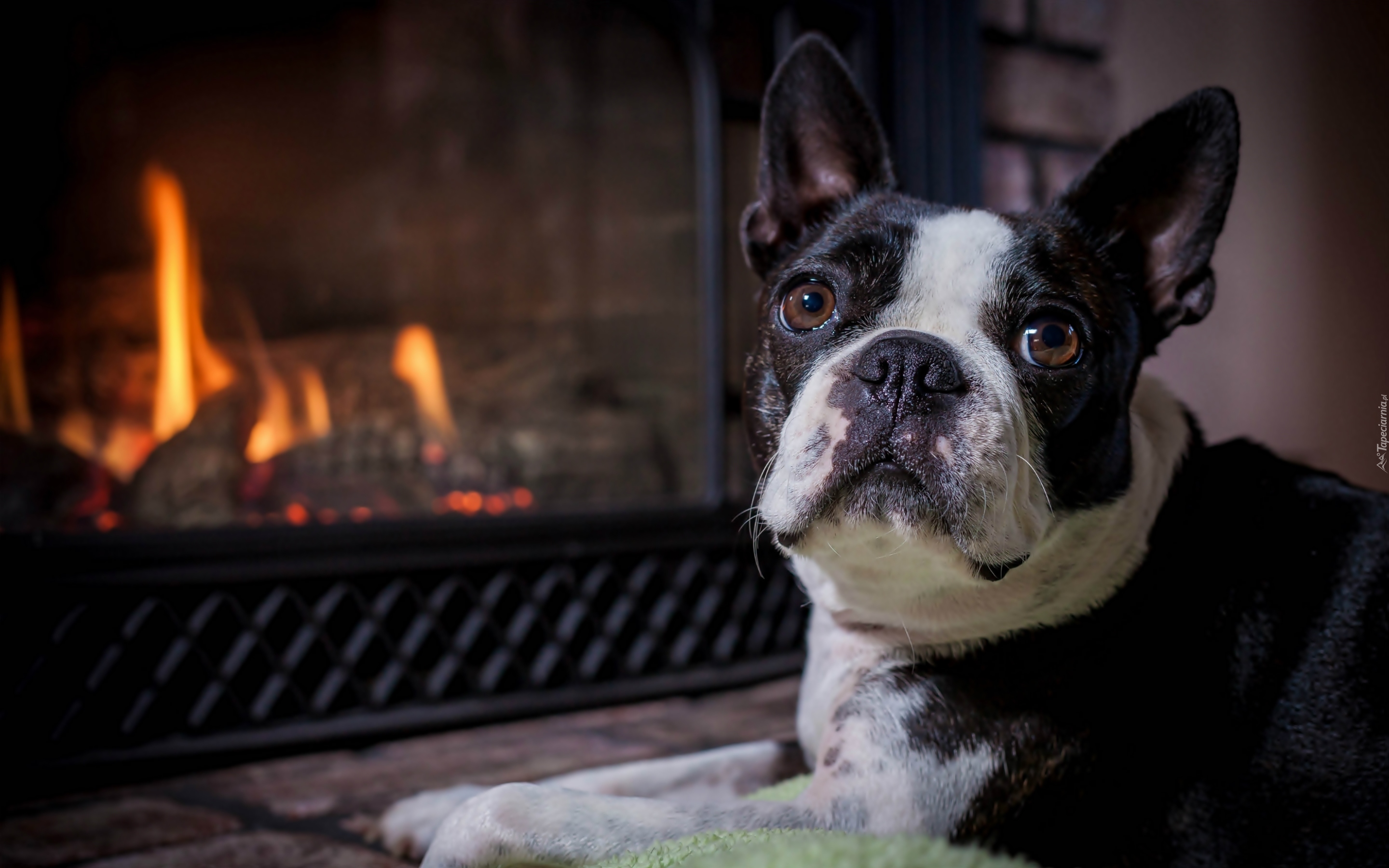 Pies, Boston terrier, Kominek