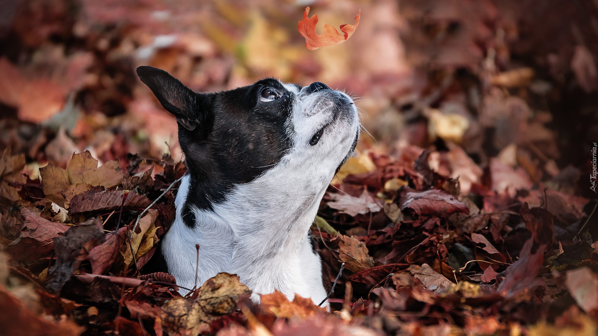 Pies, Boston terrier, Liść