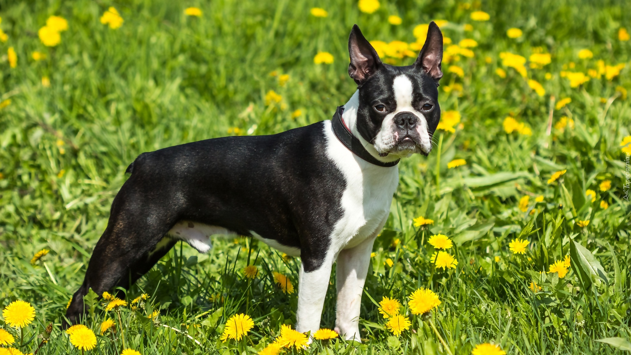 Czarno-biały, Boston terrier, Mniszek