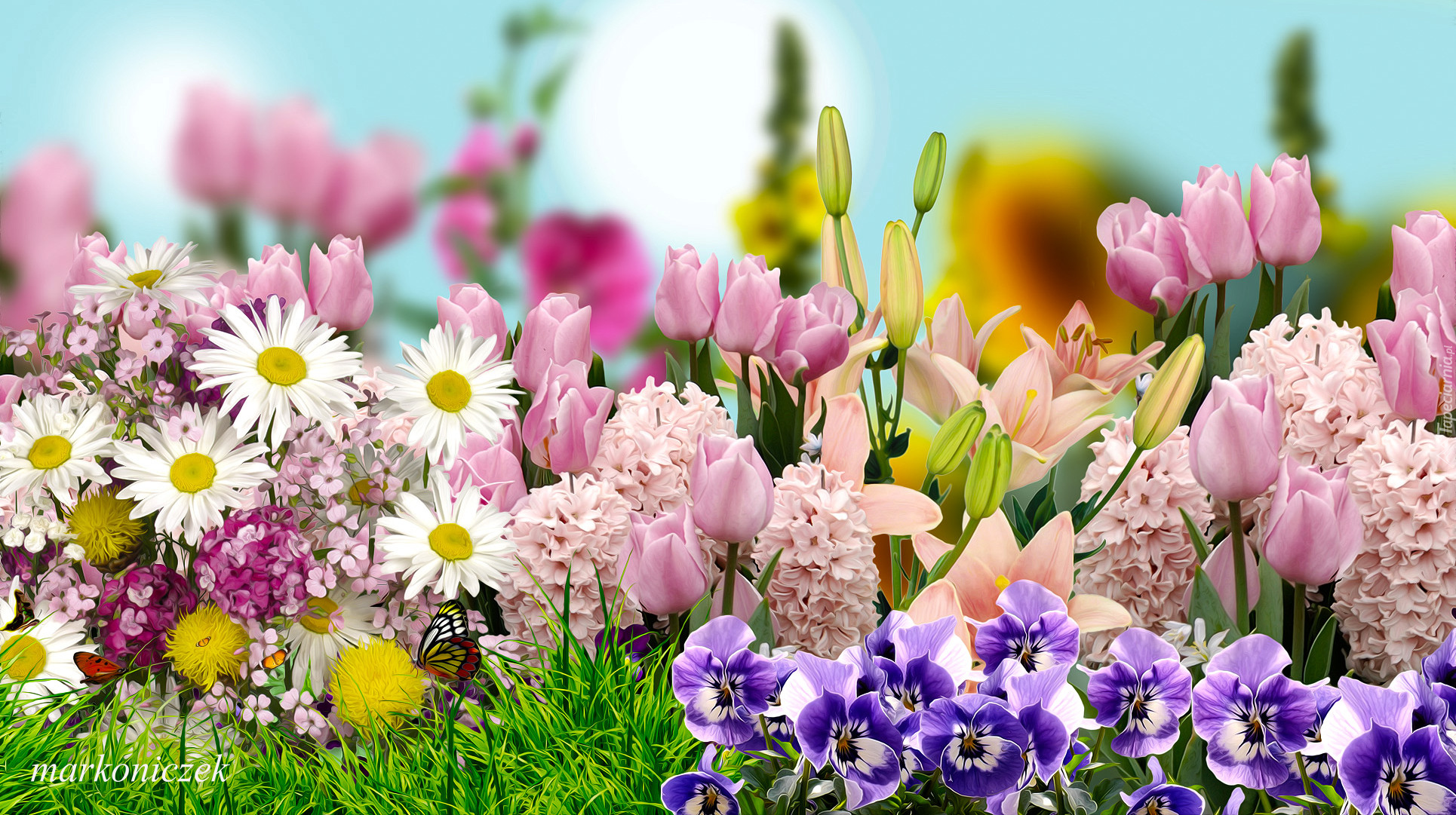 Kwiaty, Margerytki, Hiacynty, Bratki, Lilia, Tulipany, 2D