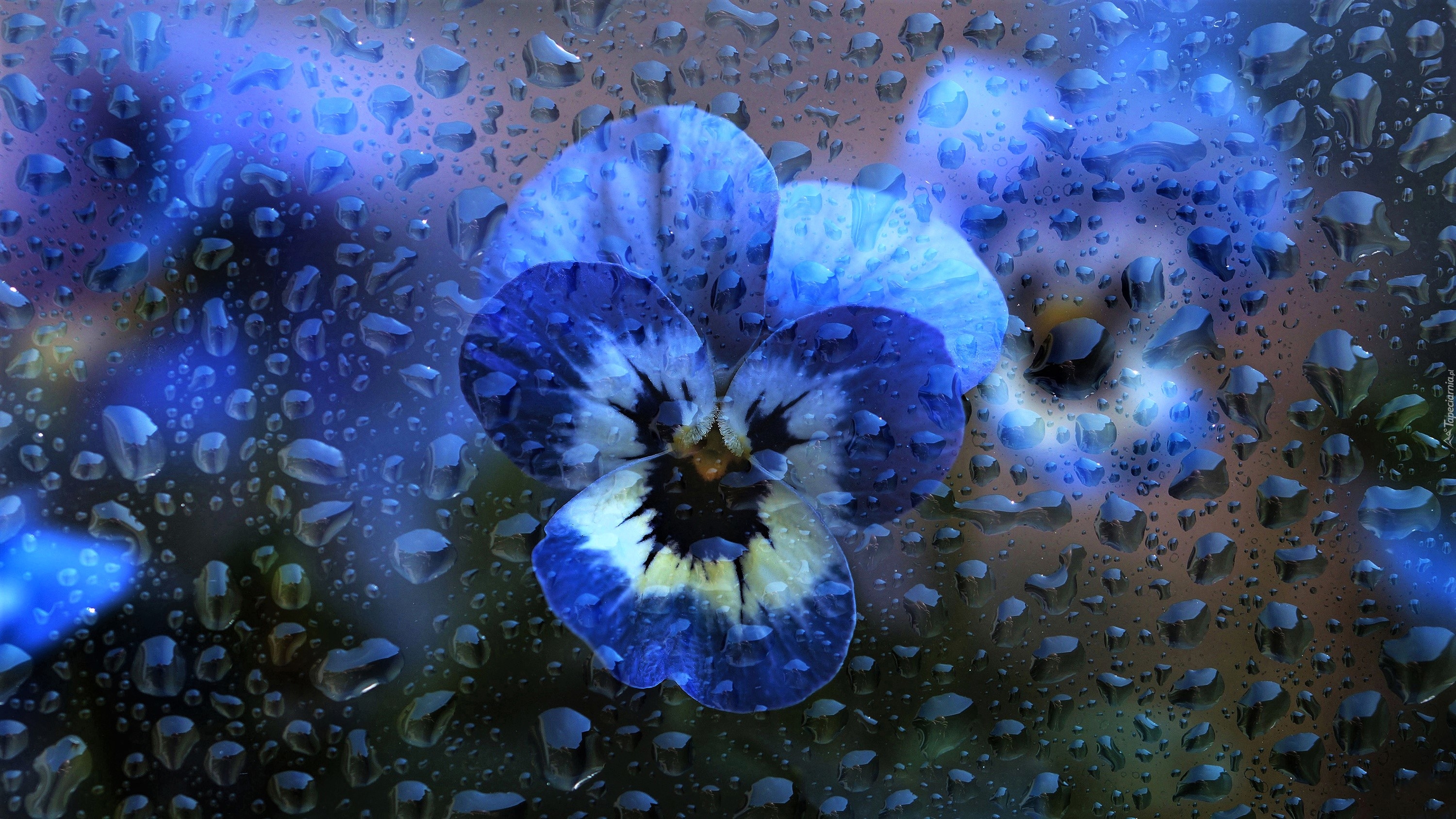 Kwiat, Niebieski, Bratek, Krople
