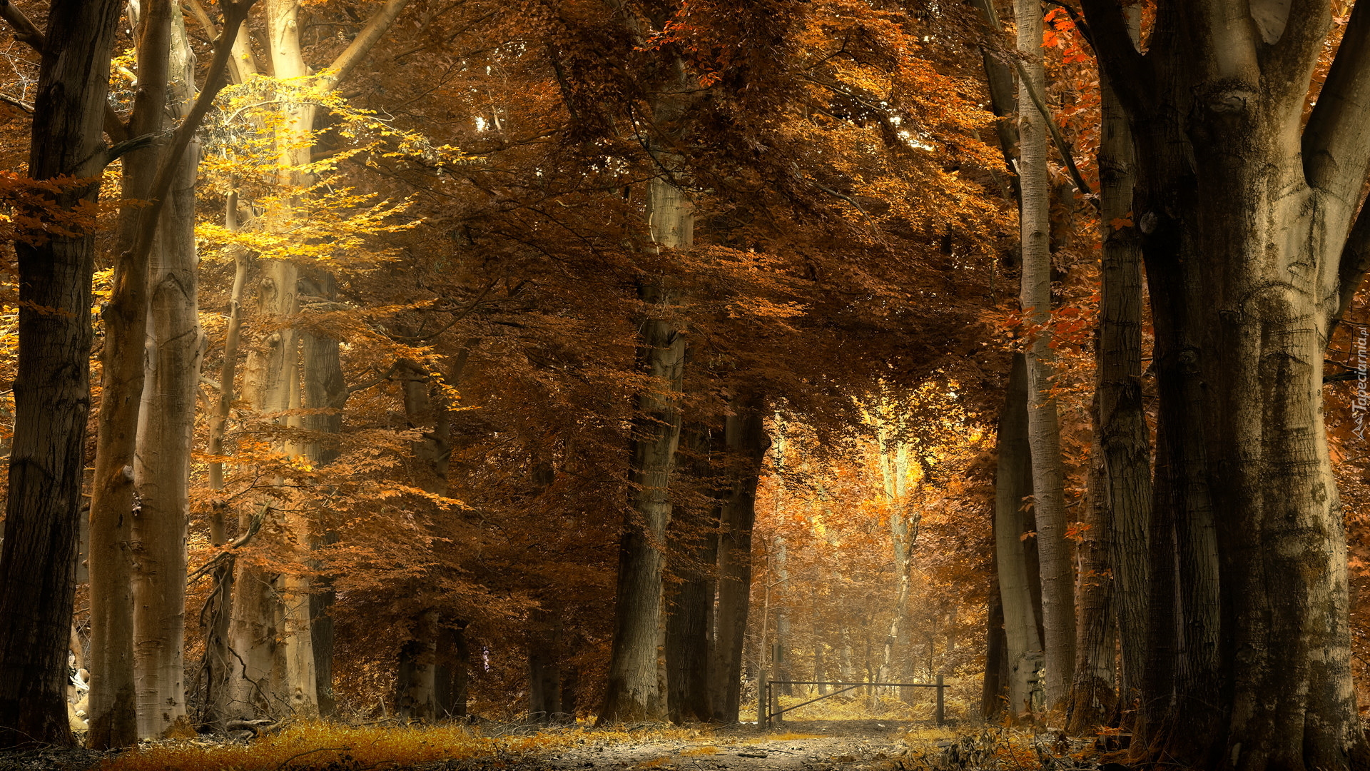 Jesień, Pożółkłe, Brązowe, Drzewa