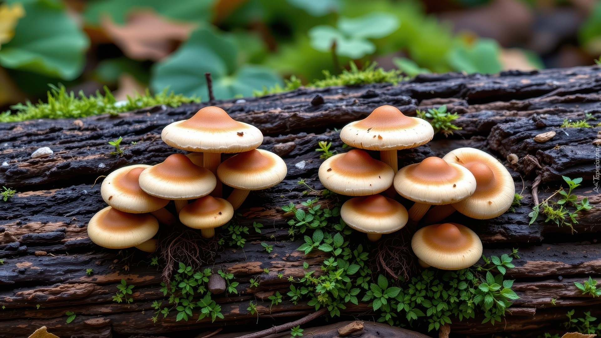 Kłoda, Drzewa, Brązowe, Grzyby, Rośliny