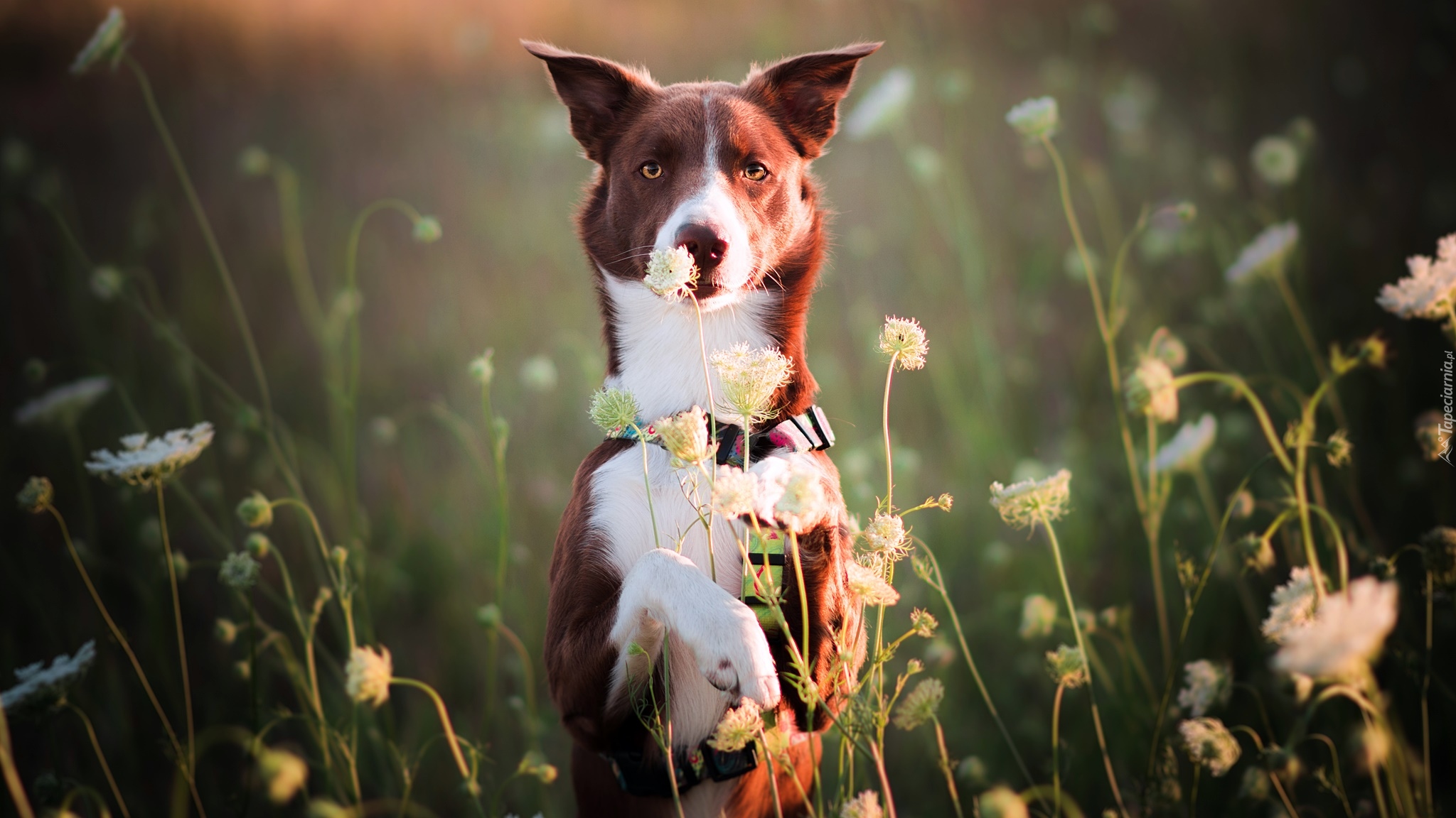 Pies, Brązowo-biały, Border collie, Łąka, Kwiaty