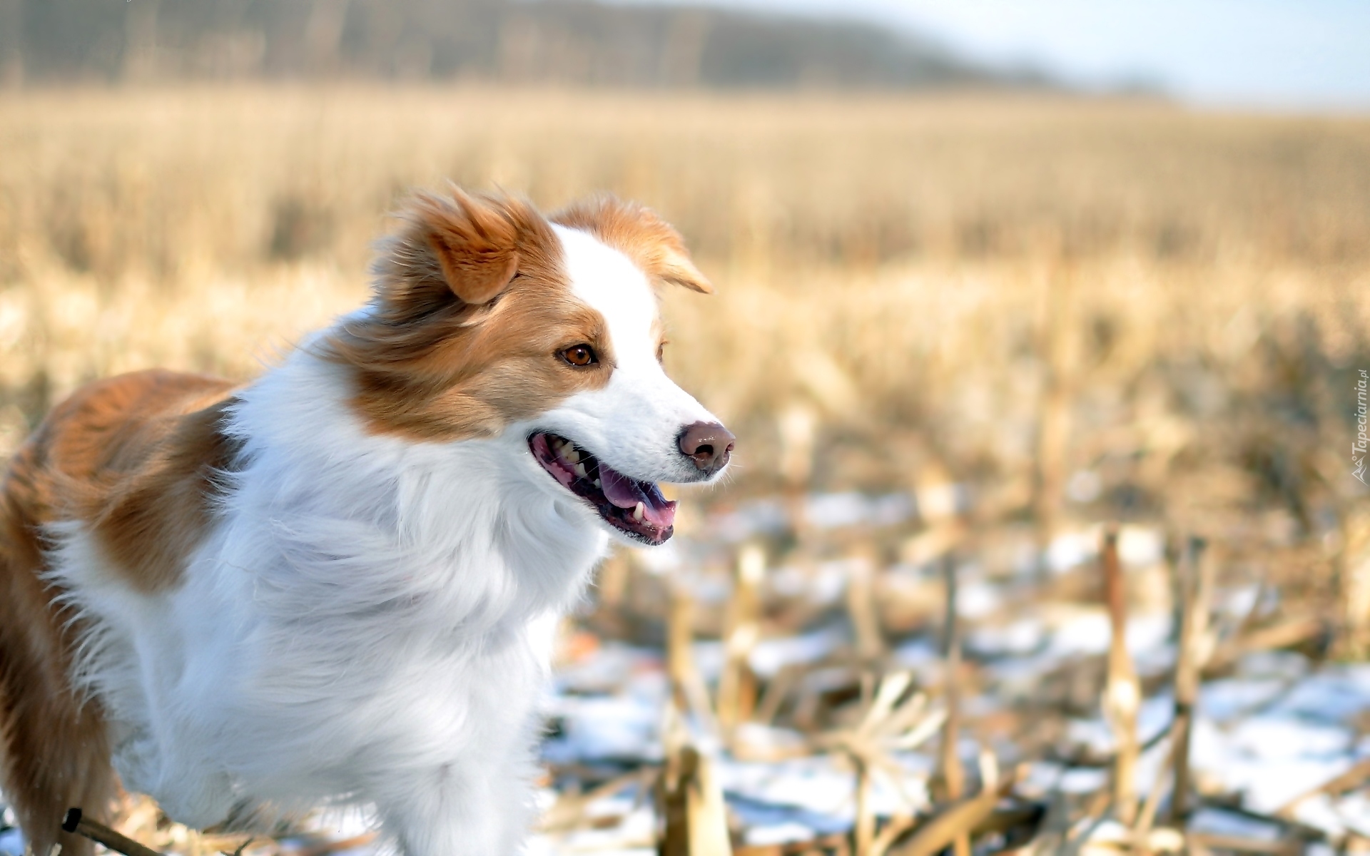 Pies, Biało-brązowy, Border collie