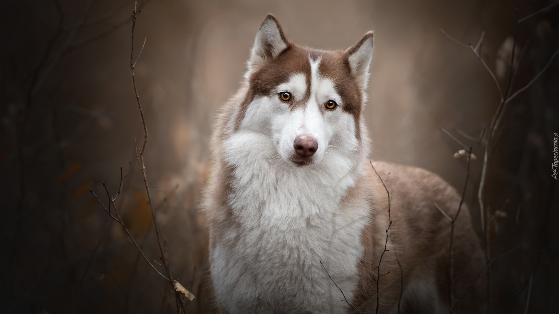 Brązowo-biały, Pies, Siberian husky