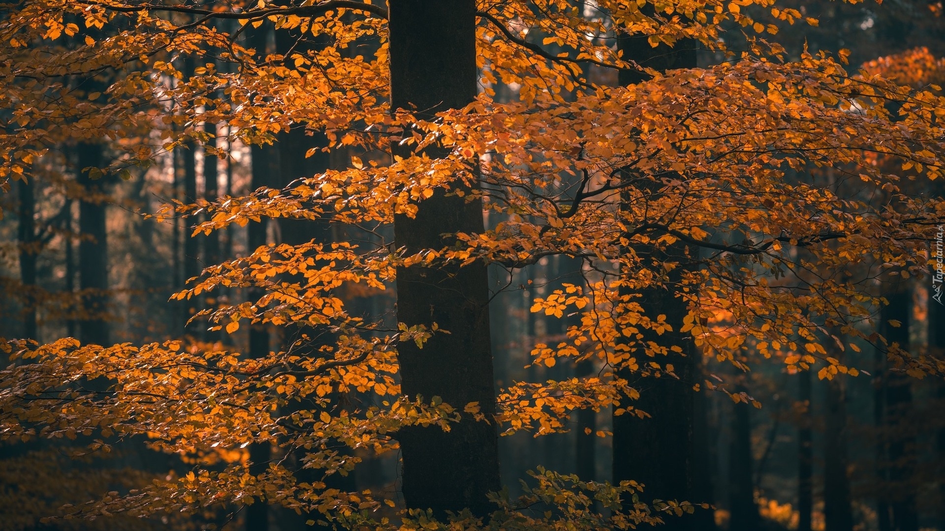 Jesień, Drzewo, Gałęzie, Brązowo-żółte, Liście
