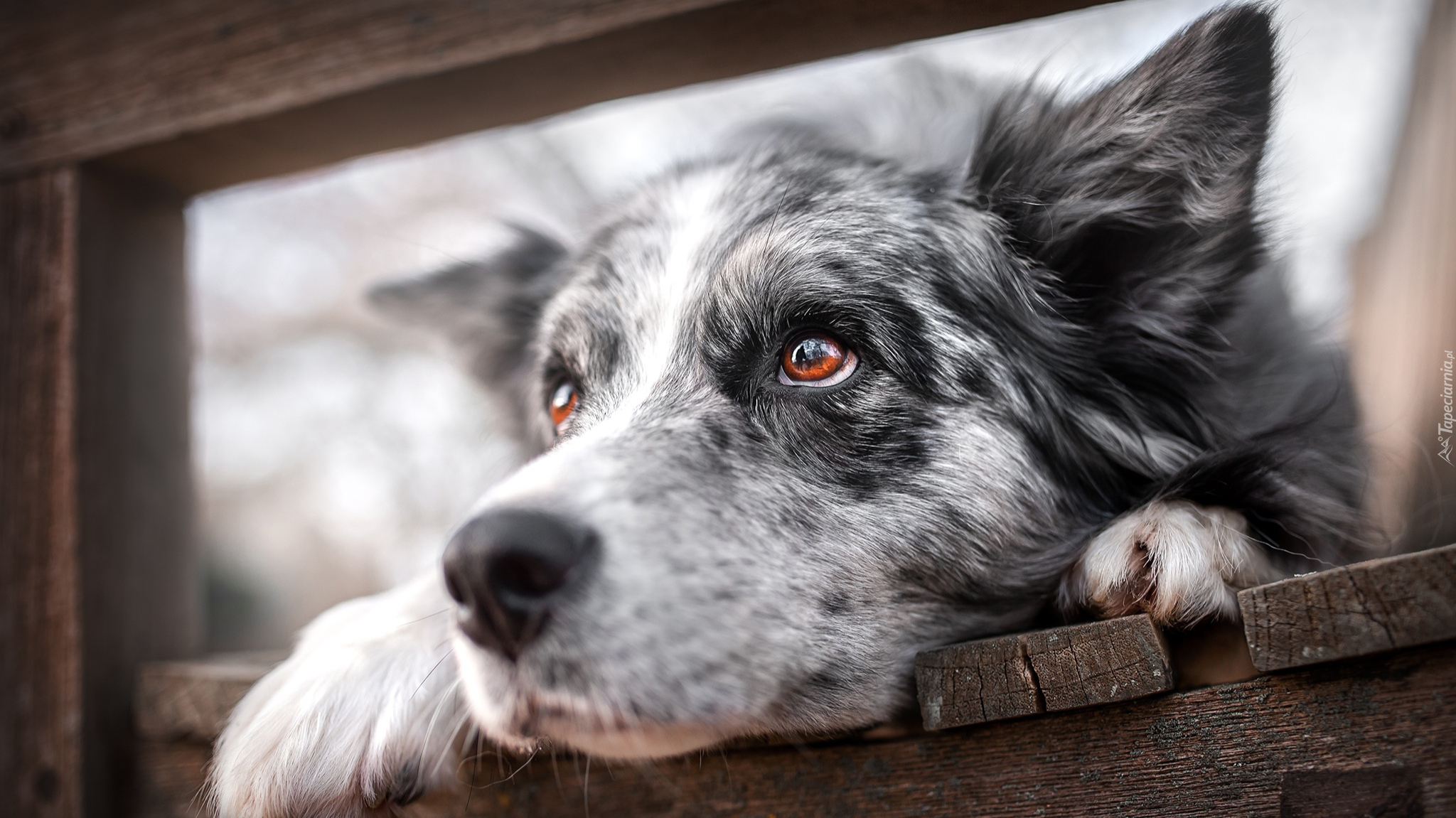 Pies, Border collie, Brązowe, Oczy, Spojrzenie, Deski