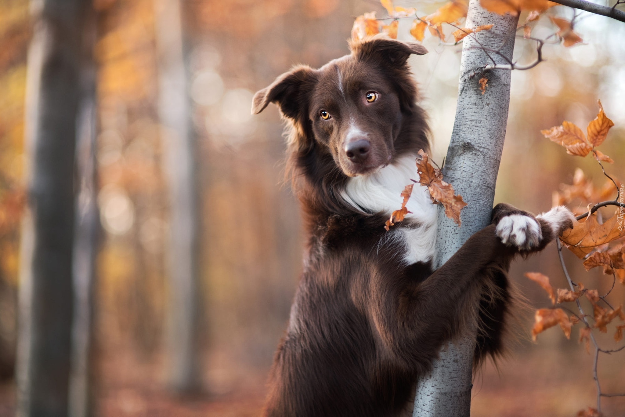 Brązowy, Pies, Border collie, Drzewo