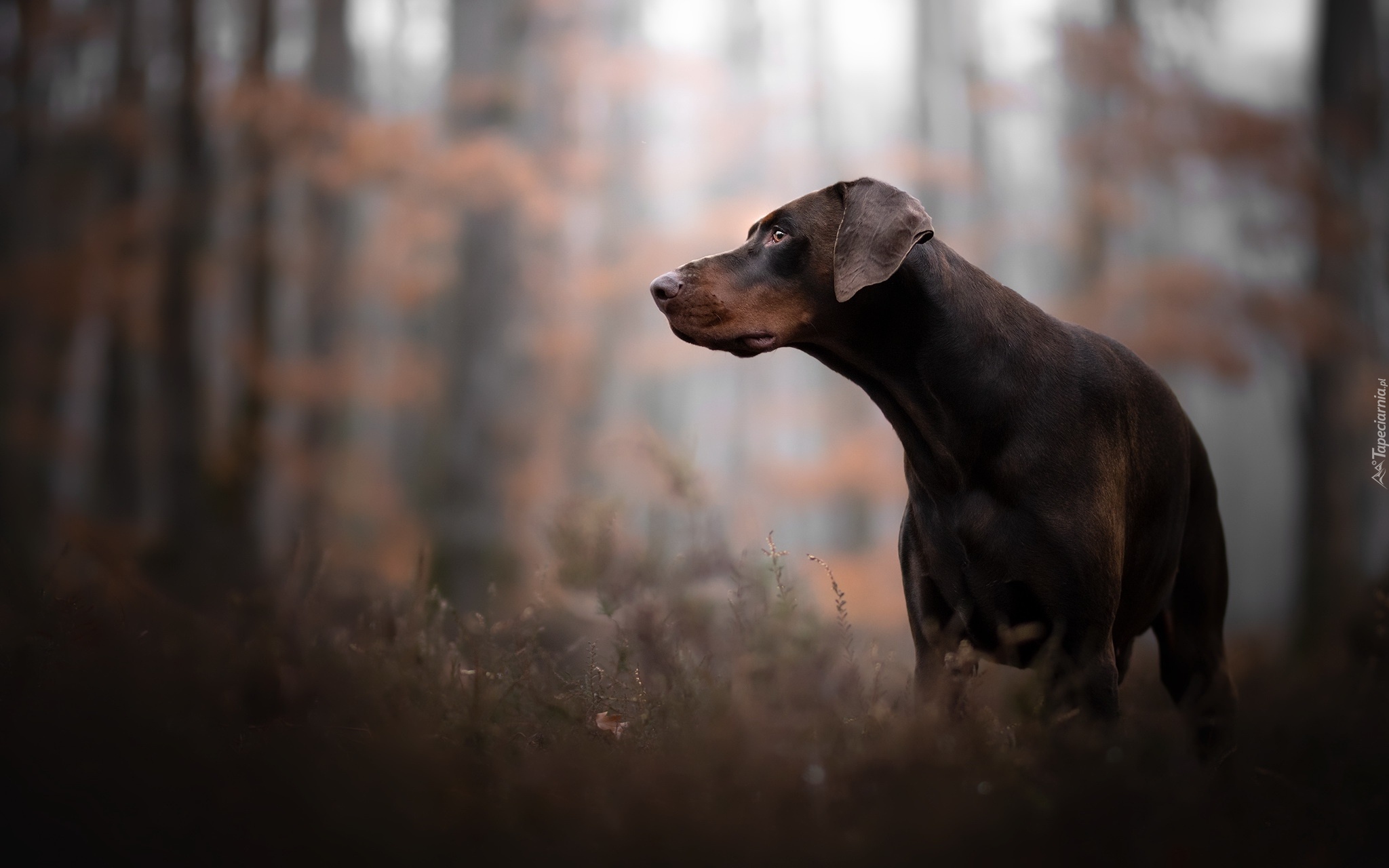 Pies, Brązowy, Doberman, Trawa, Las