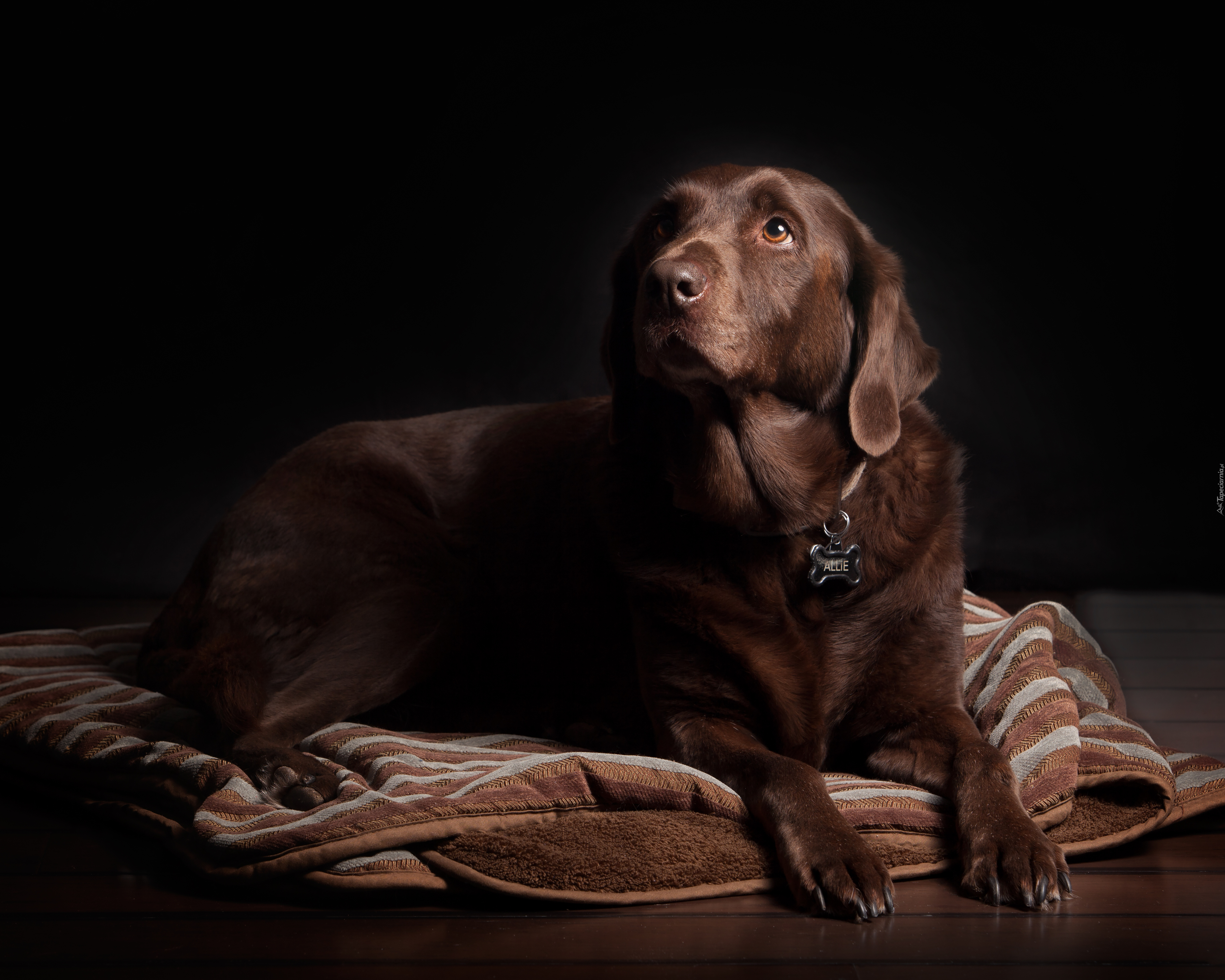 Brązowy, Labrador Retriever, Koc