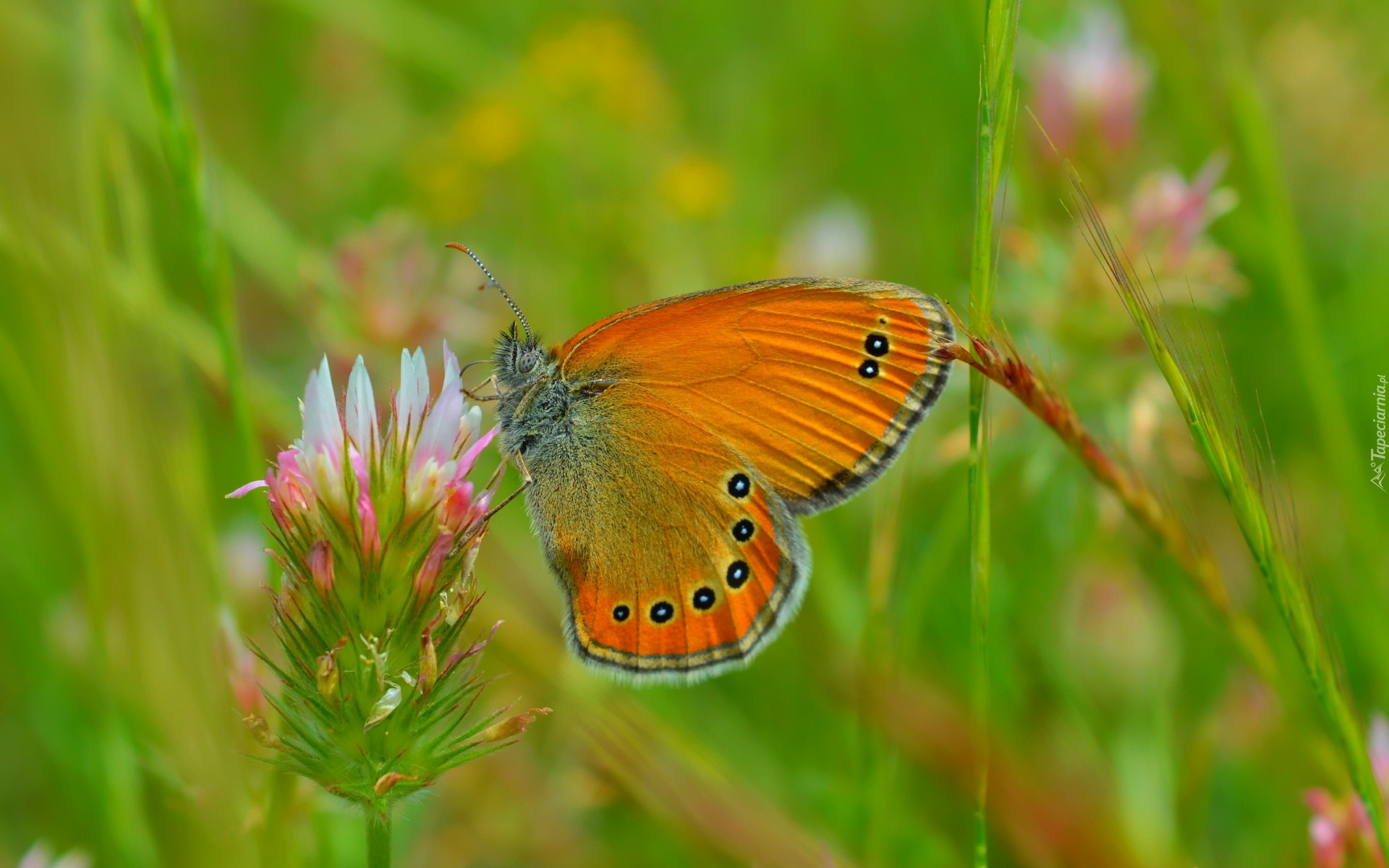 Kwiat, Koniczyna, Brązowy, Motyl, Makro