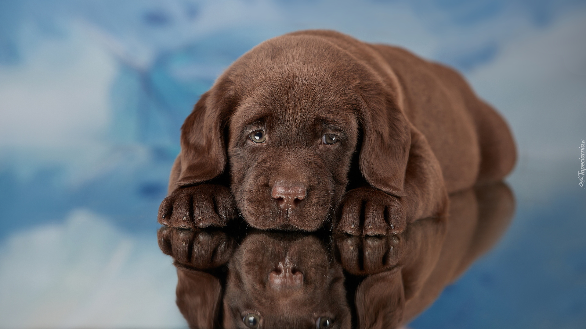 Pies, Brązowy, Szczeniak, Labrador retriever