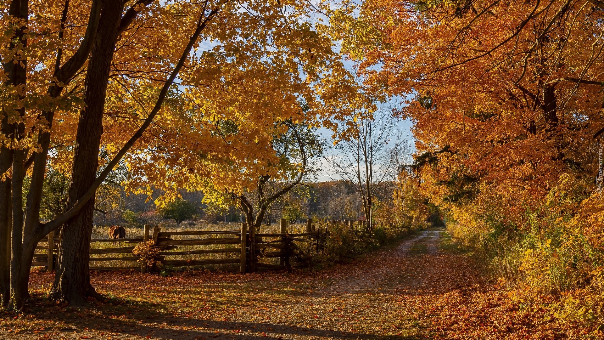Jesień, Droga, Żółte, Drzewa, Ogrodzenie, Bronte Creek Provincial Park, Ontario, Kanada
