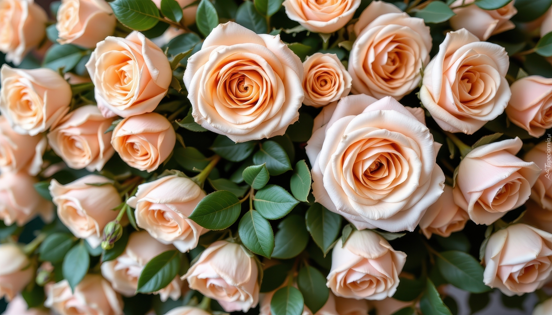 Brzoskwiniowe, Rozwinięte, Róże, Listki