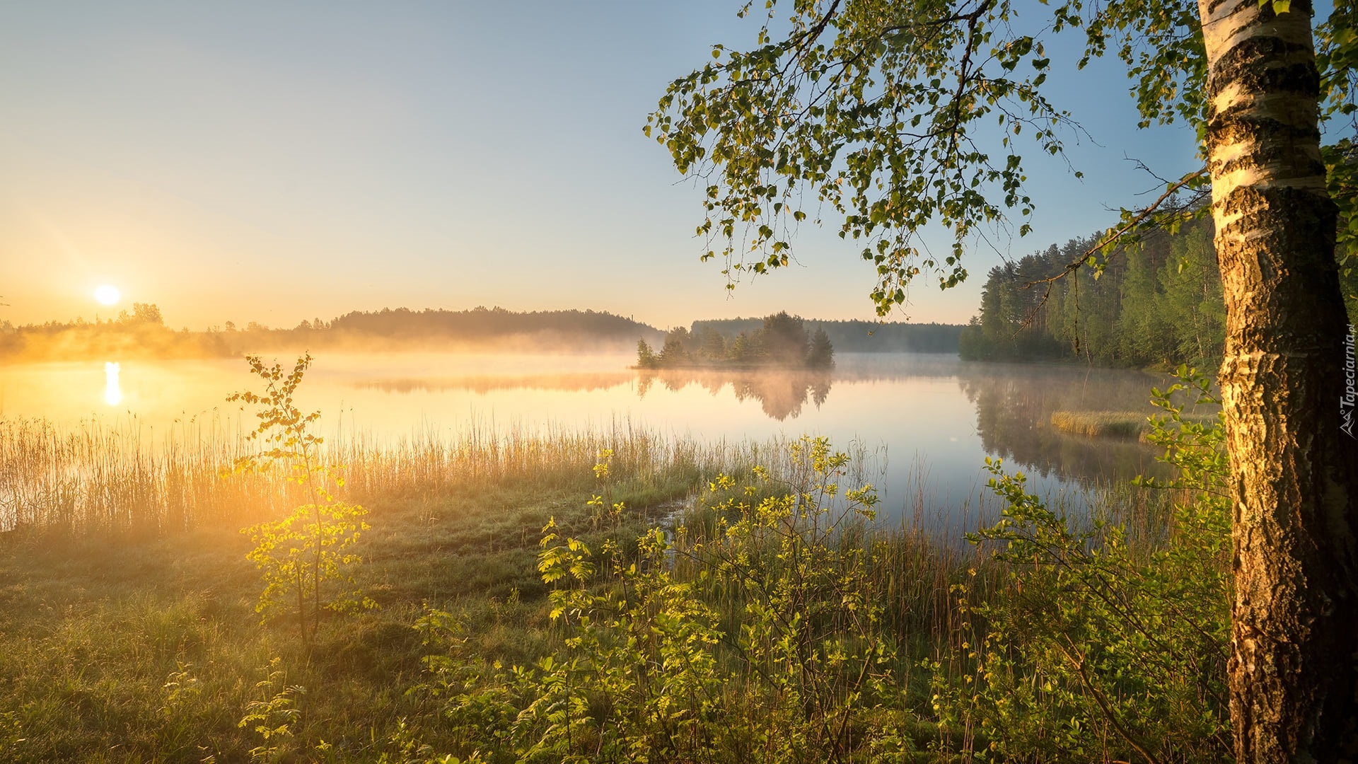 Jezioro, Las, Drzewa, Brzoza, Wschód słońca, Mgła