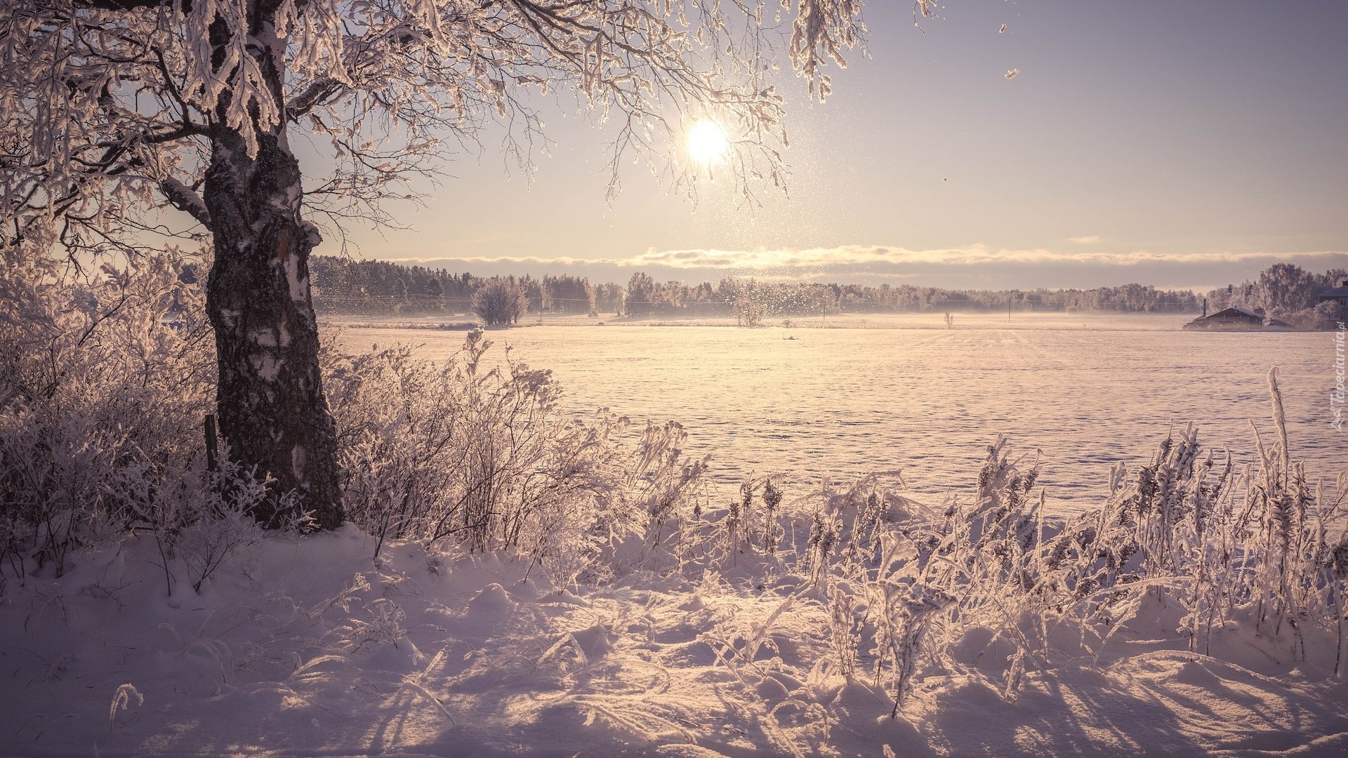 Zima, Drzewa, Brzoza, Pole, Wschód słońca