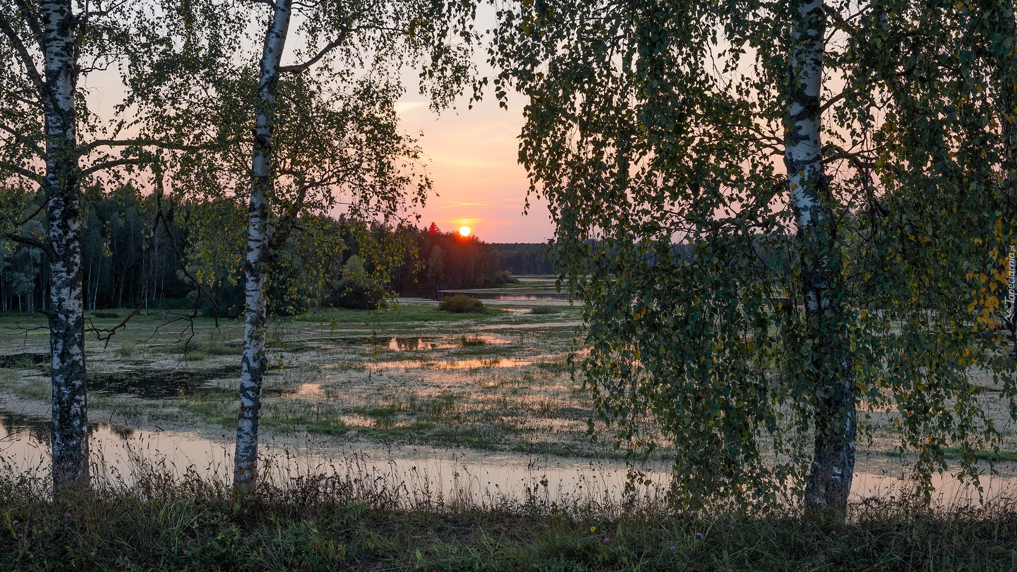 Bagna, Wschód słońca, Drzewa, Brzozy