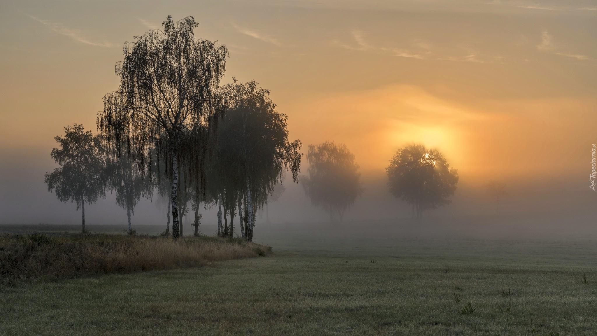 Pola, Trawa, Drzewa, Brzozy, Mgła, Wschód słońca