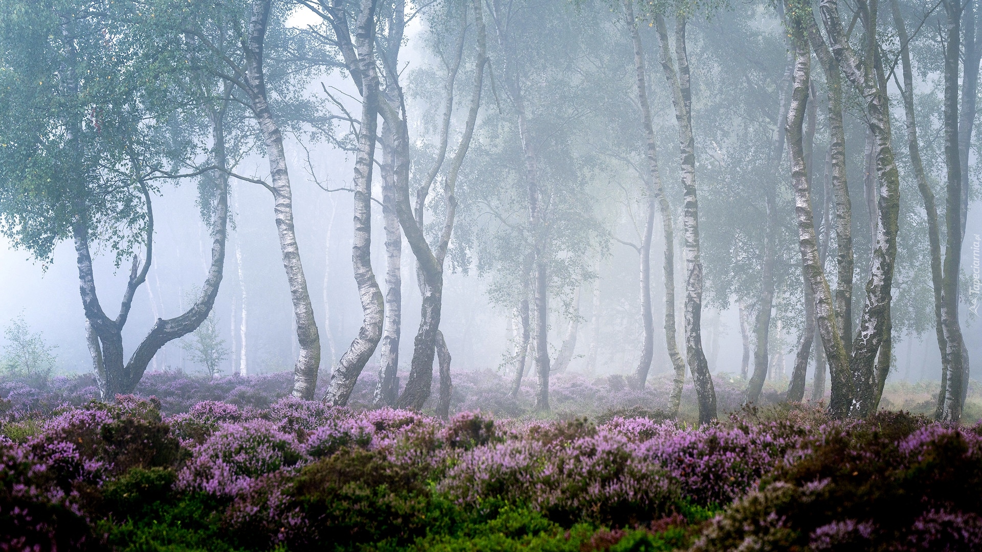 Drzewa, Las, Brzozy, Mgła, Wrzosowisko, Wrzosy, Park Narodowy Peak District, Hrabstwo Derbyshire, Anglia