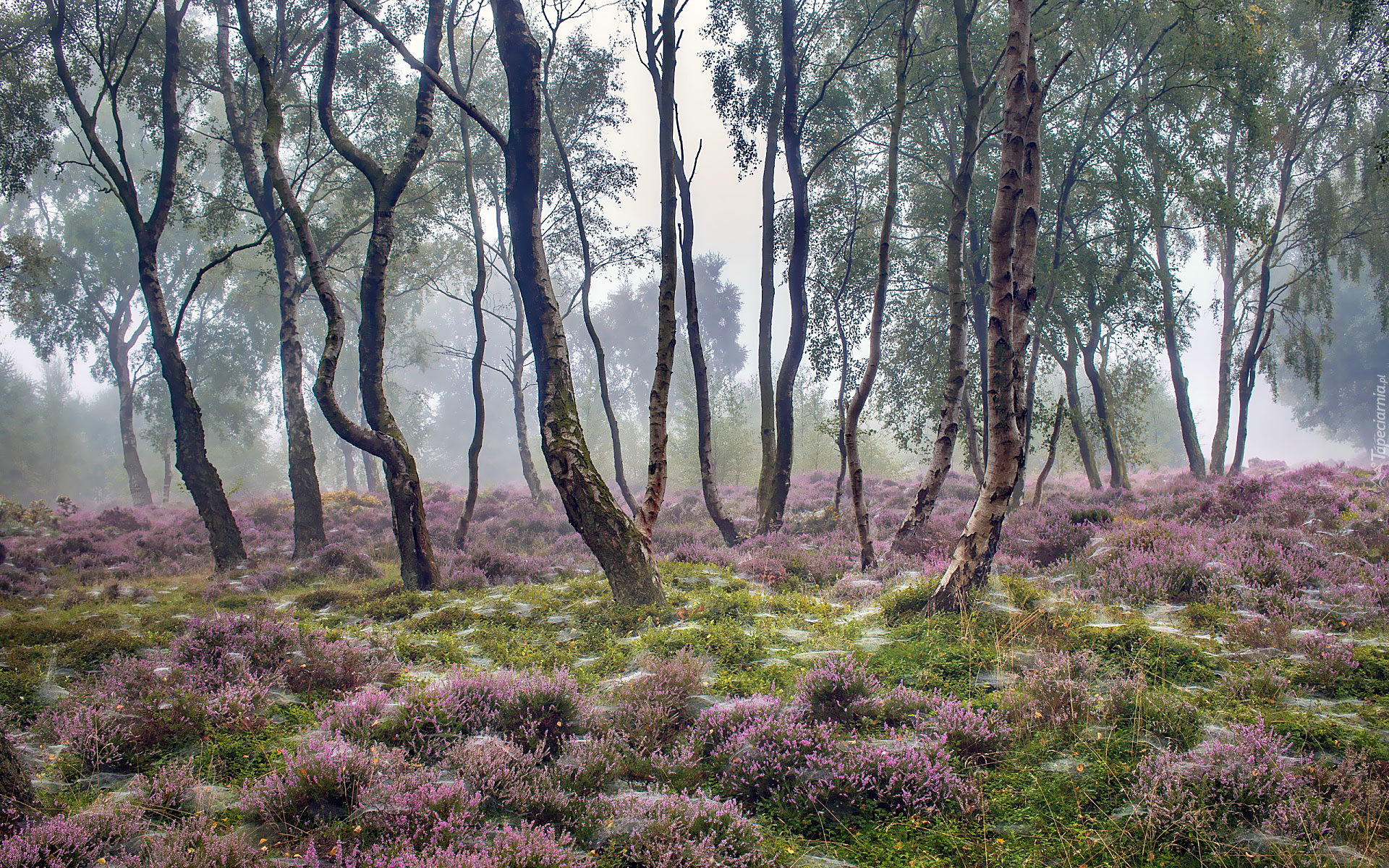 Anglia, Park Narodowy Peak District, Stanton Moor, Drzewa, Brzozy, Wrzosowisko, Mgła