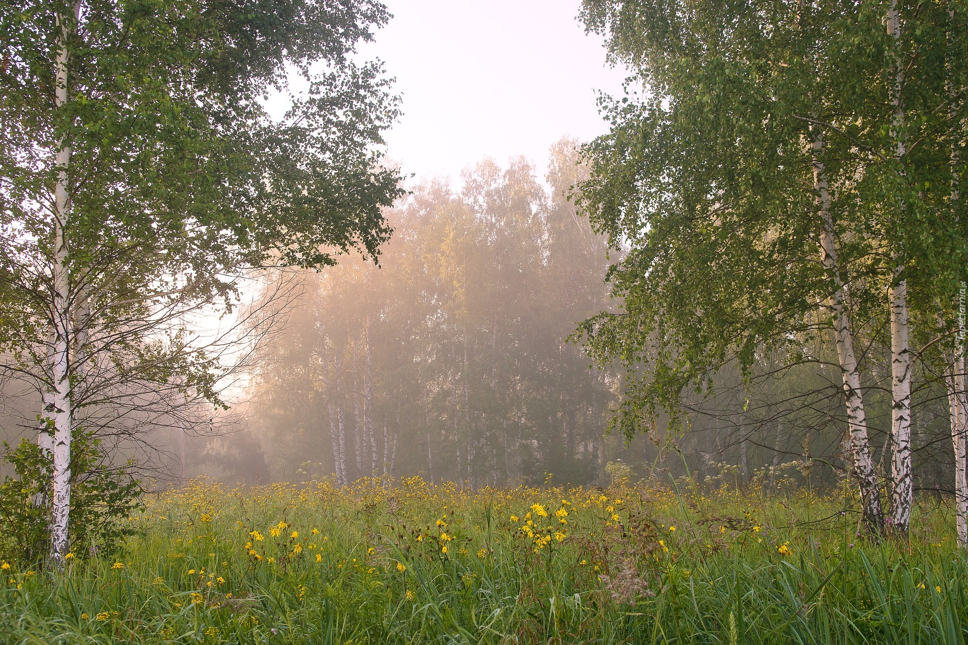 Łąka, Brzozy, Drzewa, Mgła, Poranek, Las