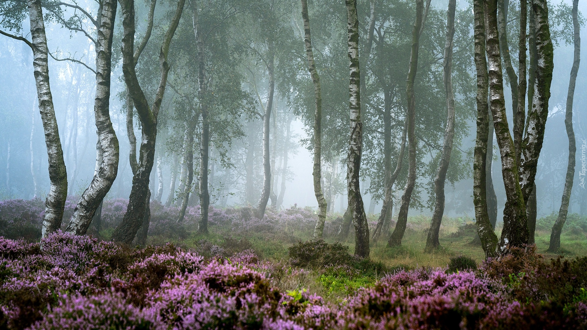 Drzewa, Las, Brzozy, Mgła, Wrzosy, Wrzosowisko, Park Narodowy Peak District, Hrabstwo Derbyshire, Anglia