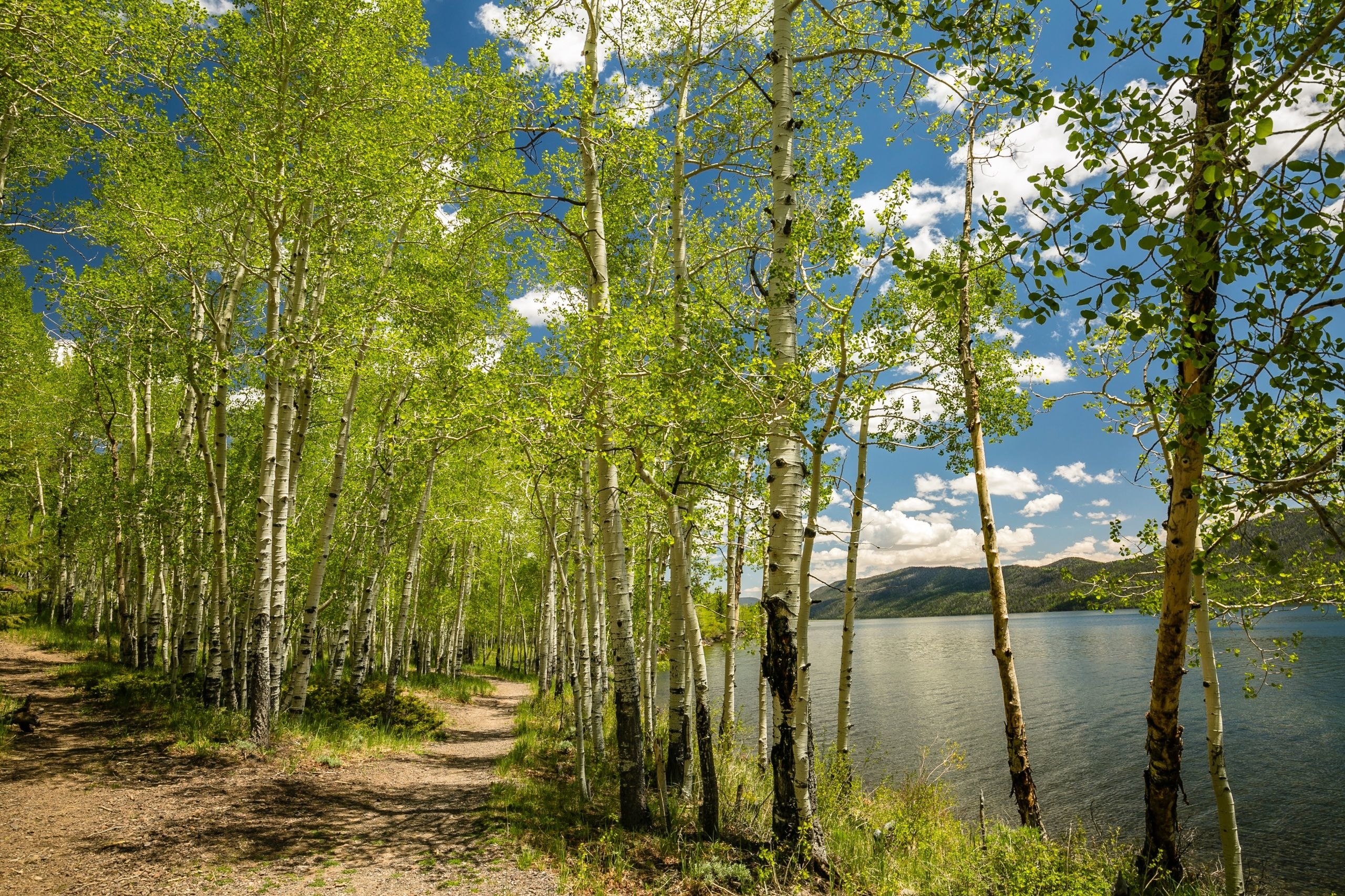 Stany Zjednoczone, Stan Utah, Jezioro Fish Lake, Wiosna, Drzewa, Brzozy