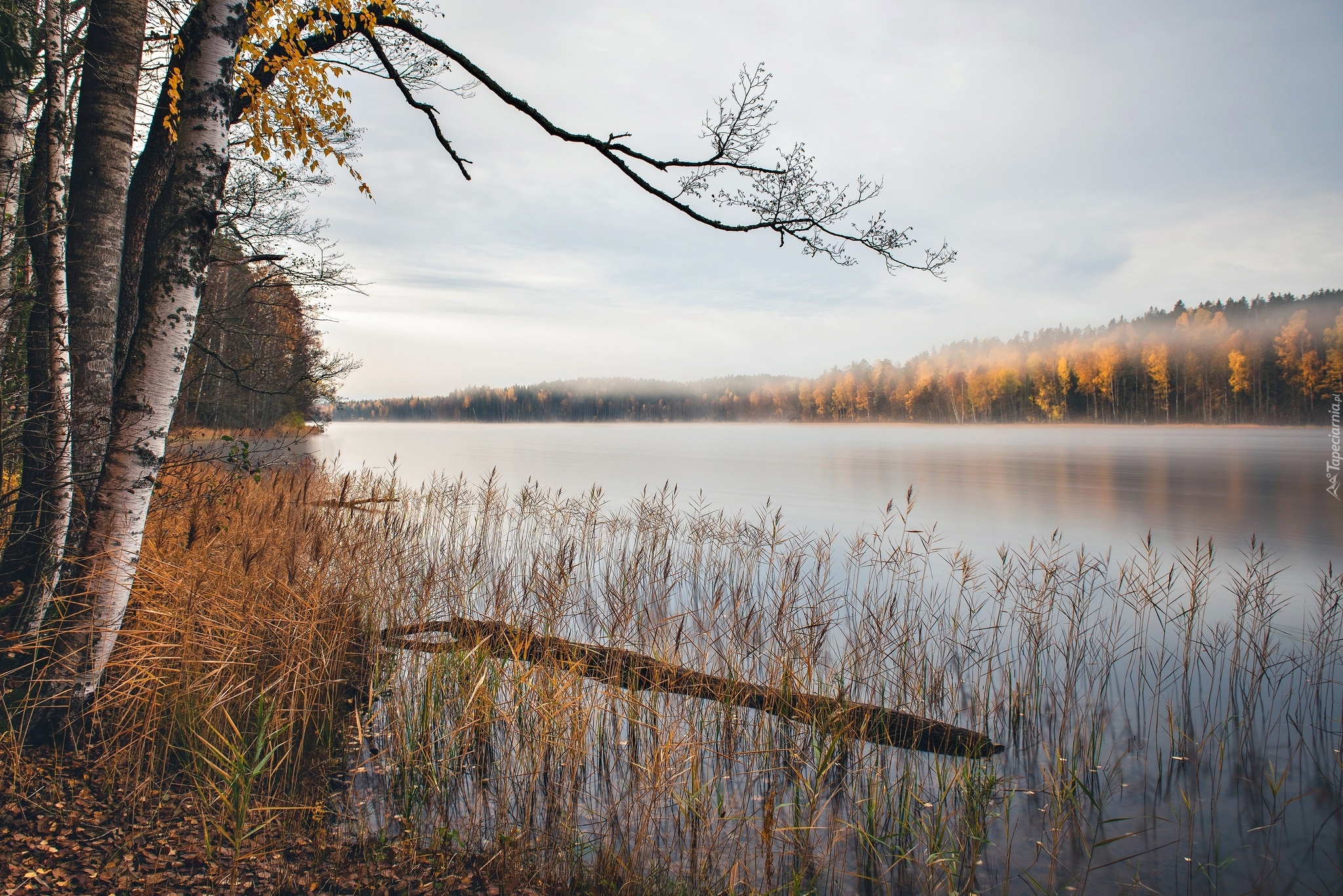 Jezioro, Drzewa, Brzozy, Poranek, Mgła, Jesień