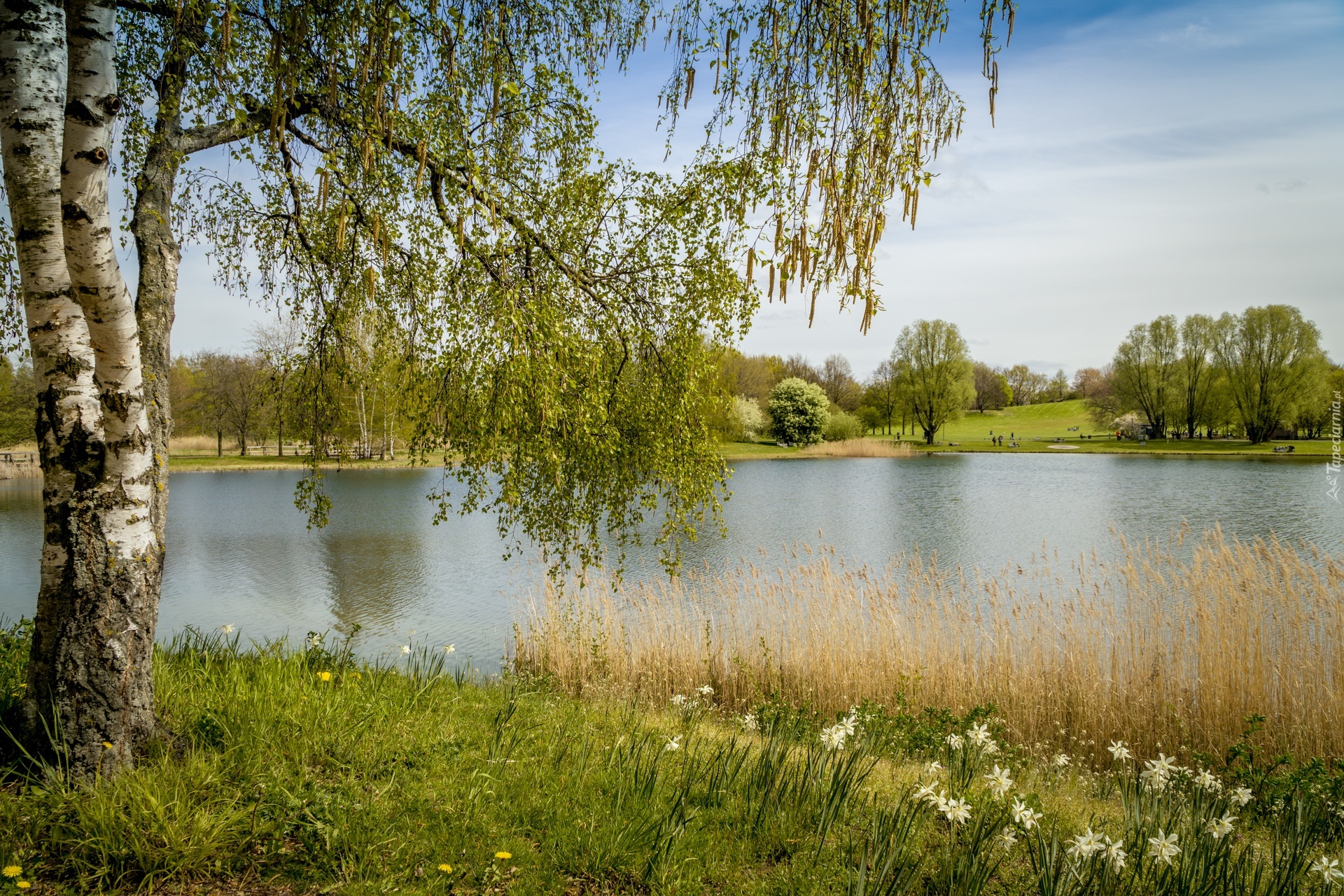 Niemcy, Berlin, Park Britzer Garten, Jezioro, Brzoza