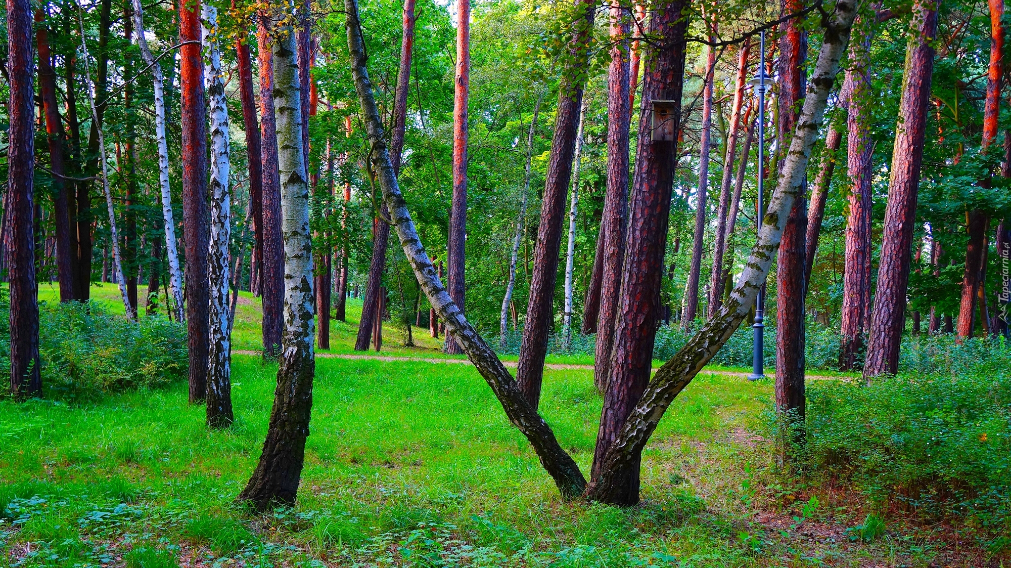 Park, Drzewa, Brzozy, Zieleń, Rośliny