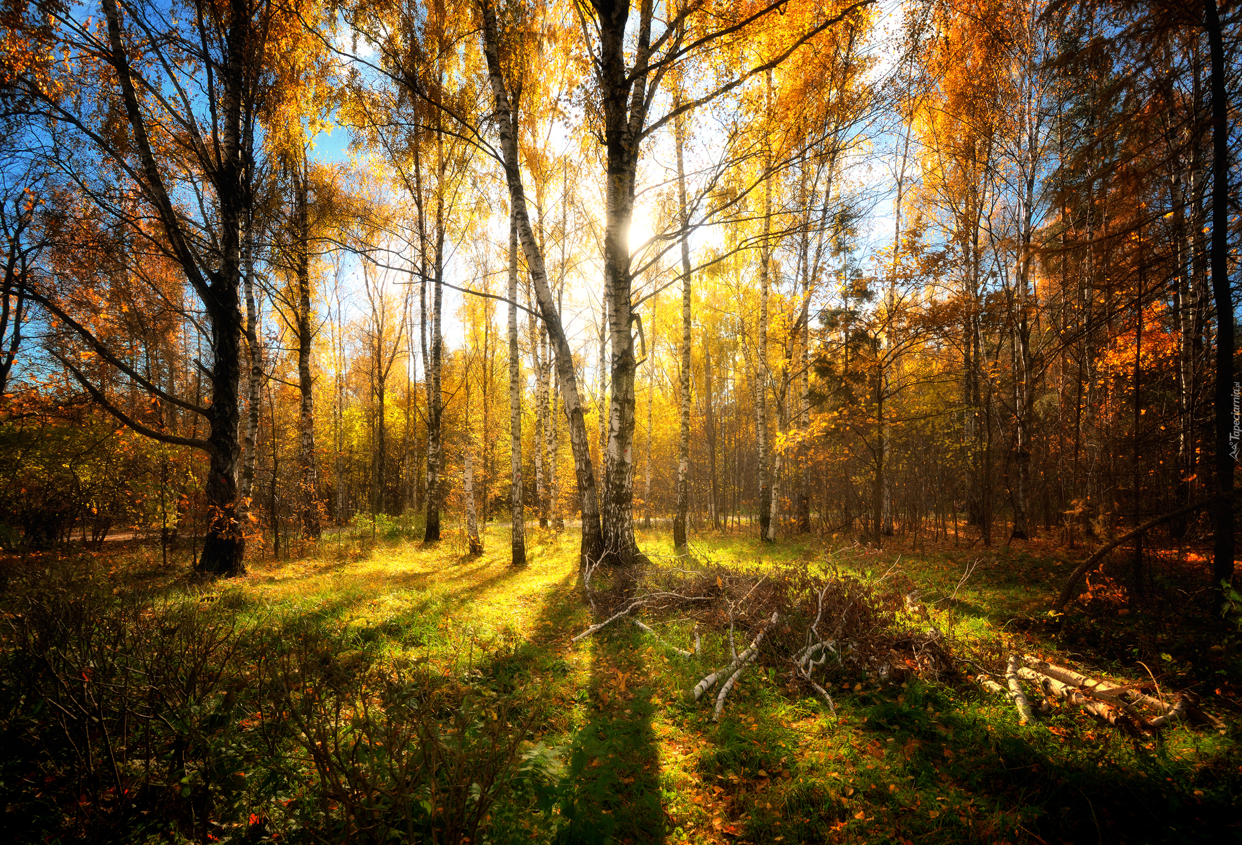 Jesień, Las, Drzewa, Brzozy, Przebijające światło