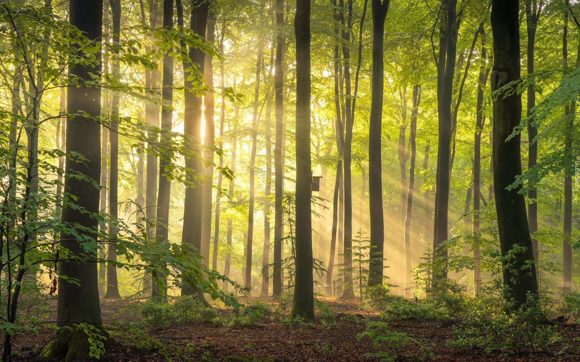 Las, Drzewa, Budka lęgowa, Przebijające światło