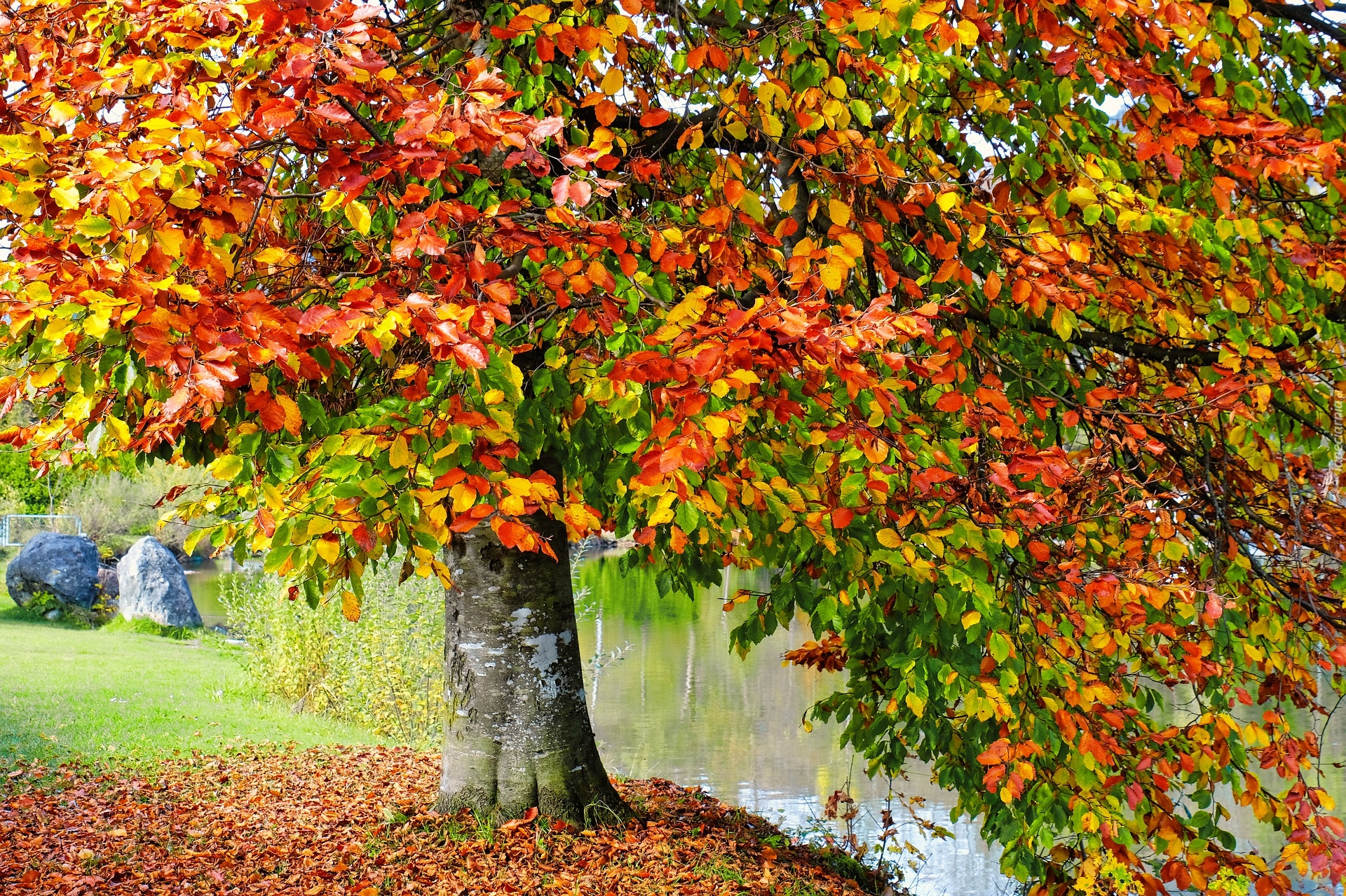Jesień, Drzewo, Buk, Rzeka