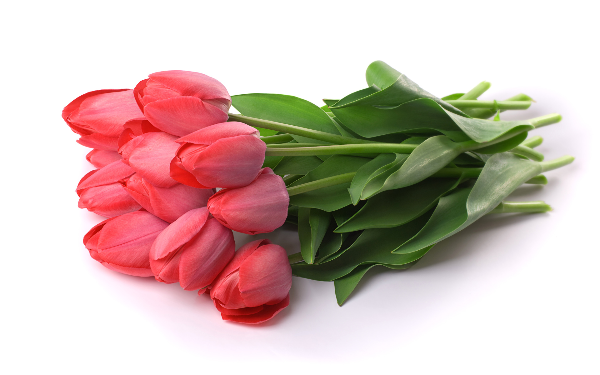 Kwiaty, Tulipany, Czerwone, Białe tło