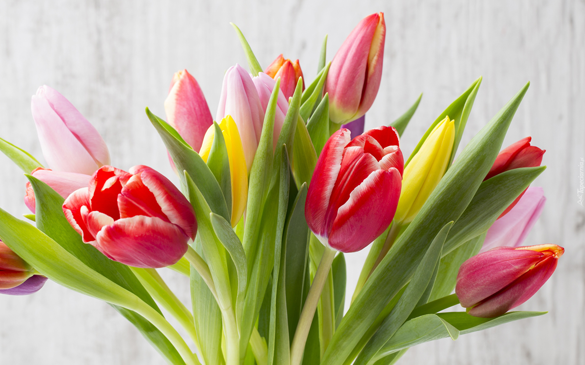 Kwiaty, Bukiet, Tulipany, Kolorowe