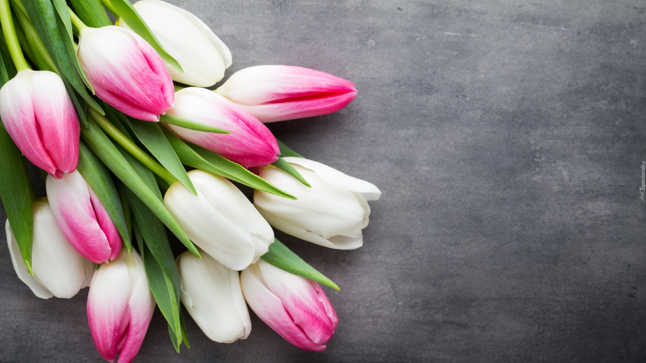 Białe, Różowe, Tulipany