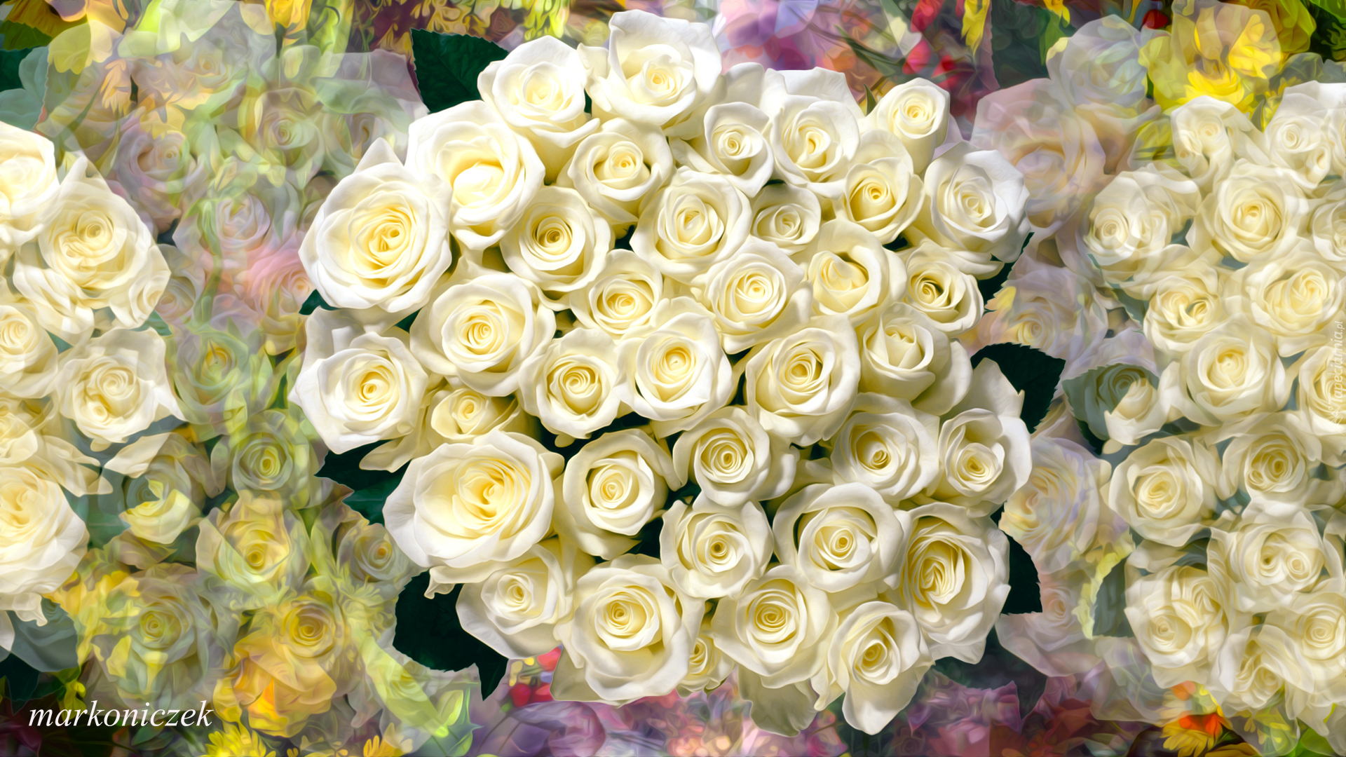 Kwiaty, Róże, Białe, Bukiet, Grafika