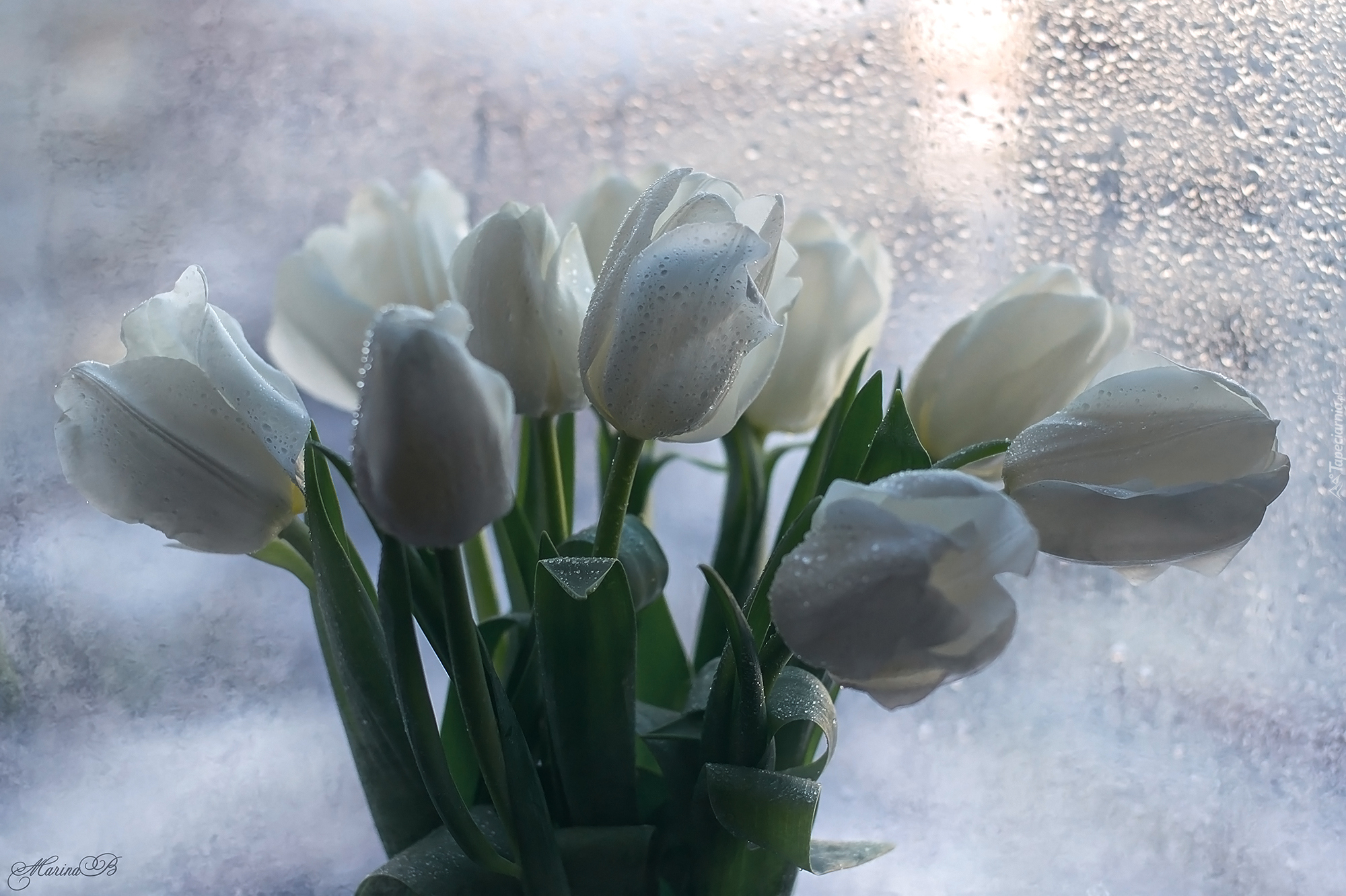 Kwiaty, Białe, Tulipany, Bukiet, Krople