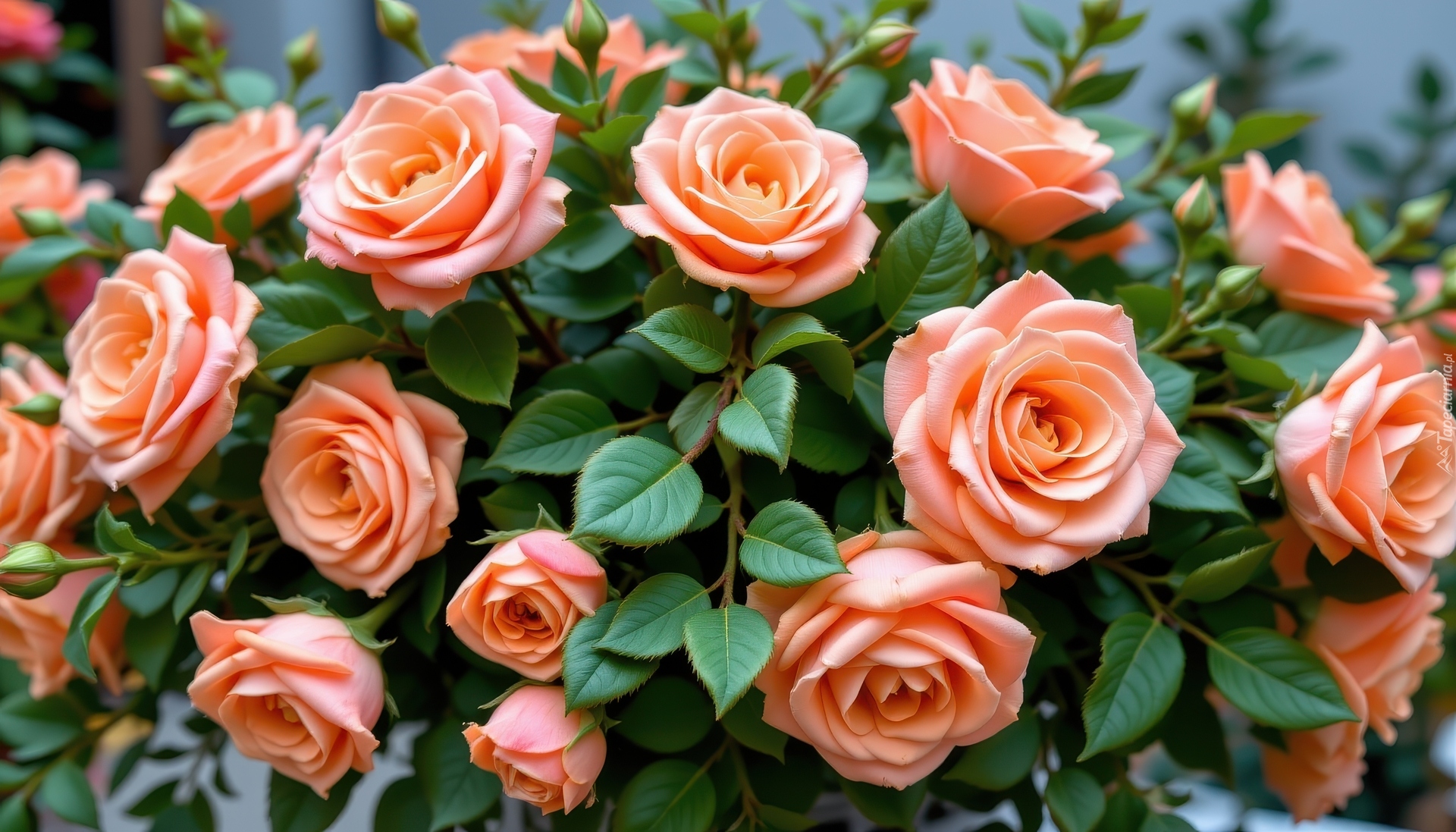 Brzoskwiniowe, Róże, Listki