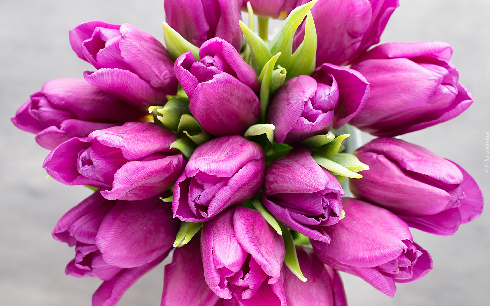 Kwiaty, Bukiet, Ciemnoróżowe, Tulipany