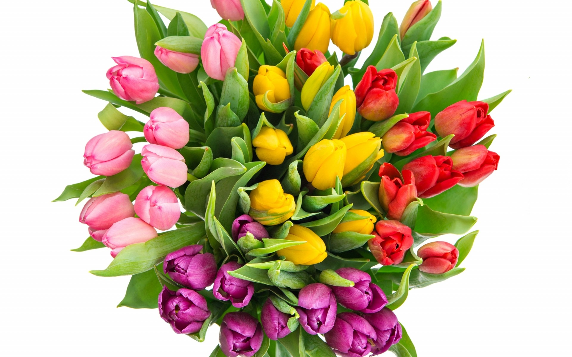 Kwiaty, Bukiet, Kolorowe, Tulipany, Tło białe