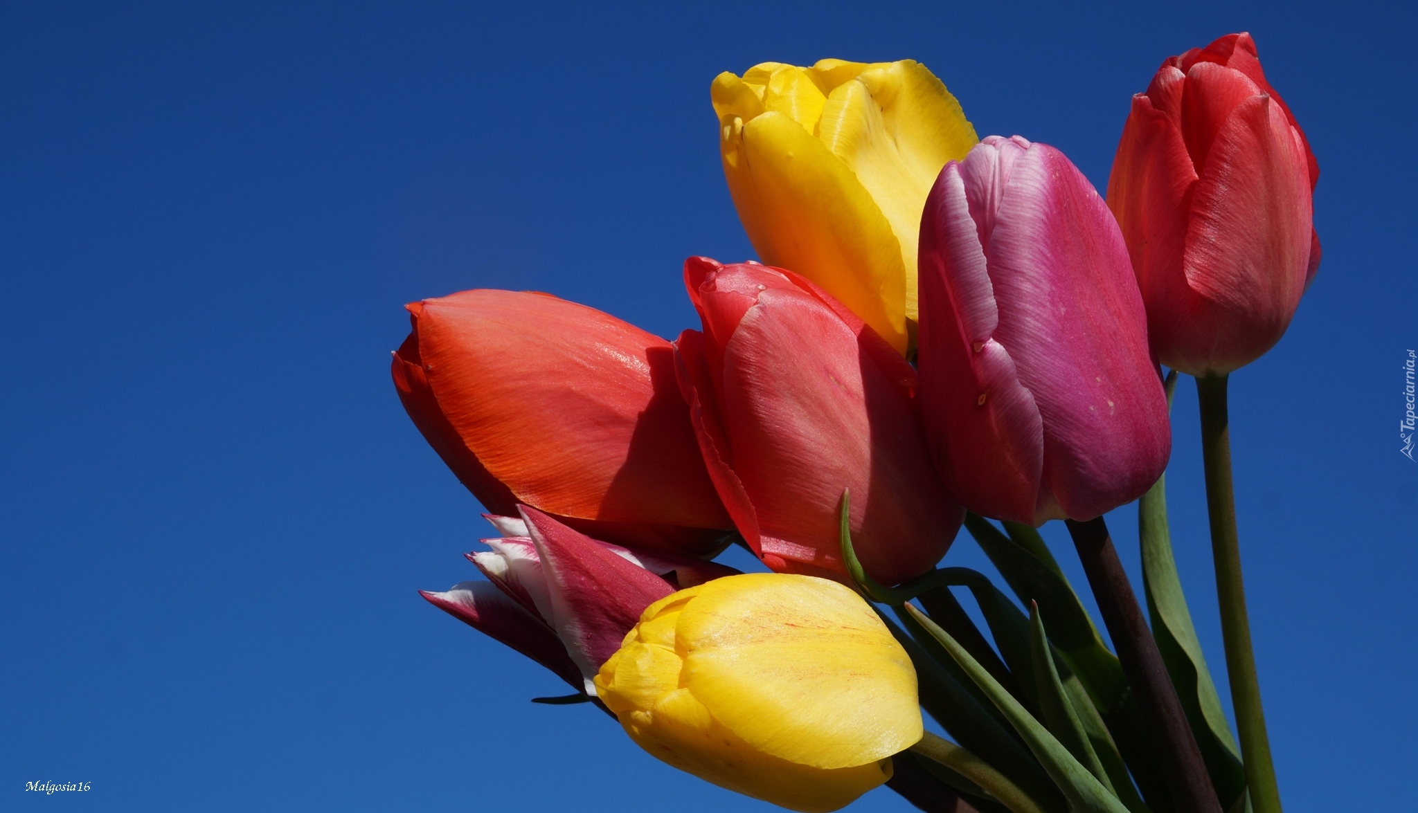 Kolorowe, Tulipany, Bukiet, Niebo