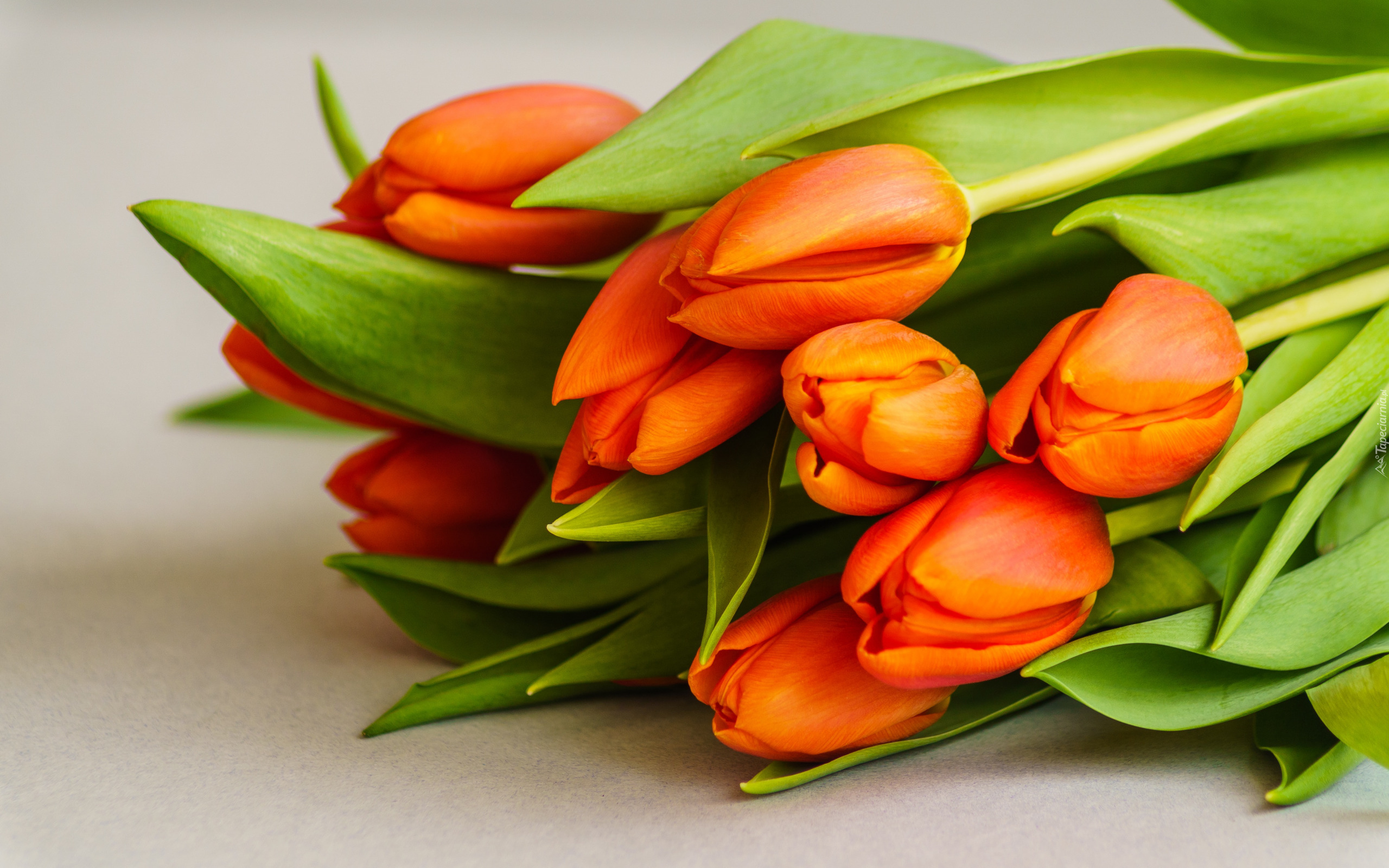 Kwiaty, Bukiet, Pomarańczowe, Tulipany
