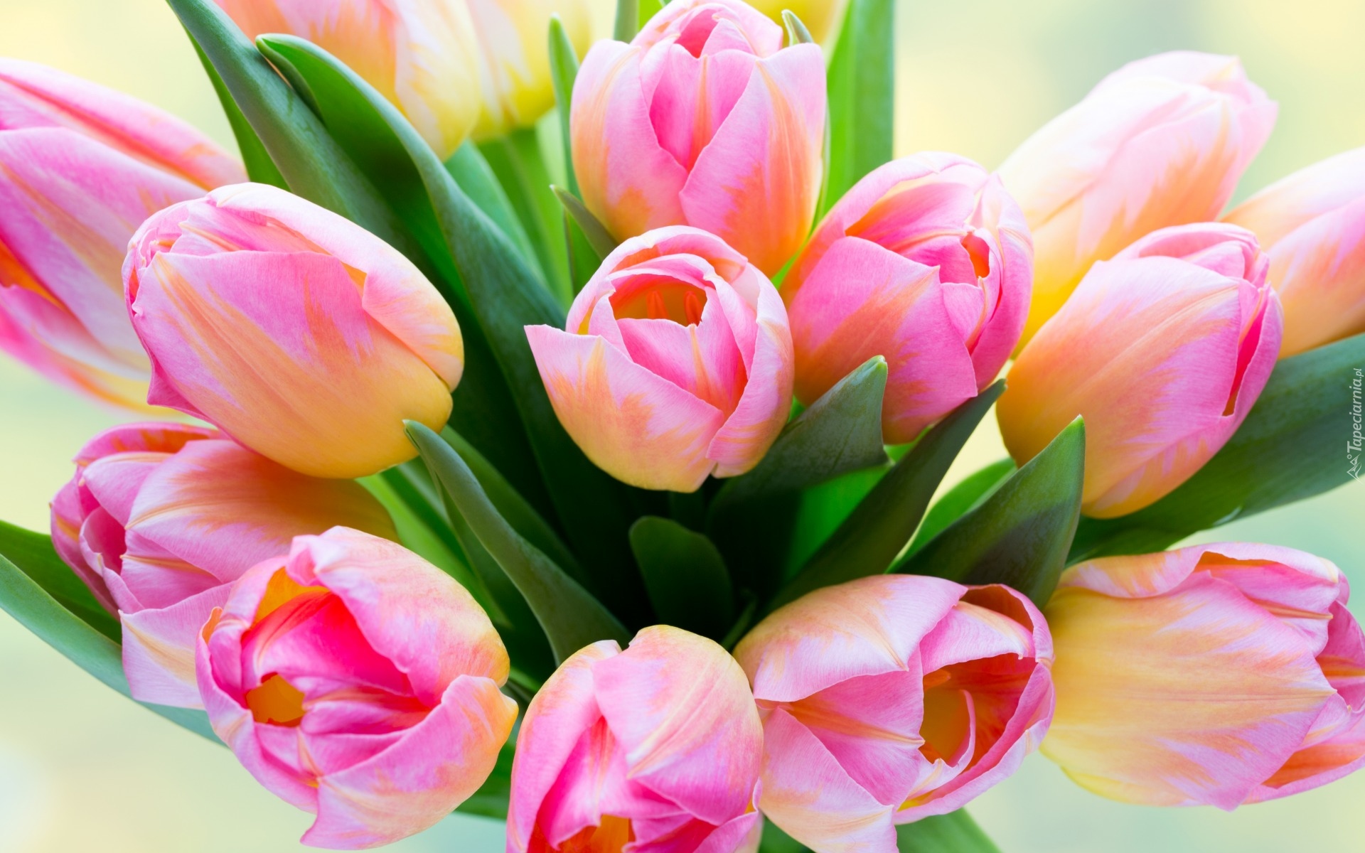 Kwiaty, Tulipany, Bukiet kwiatów