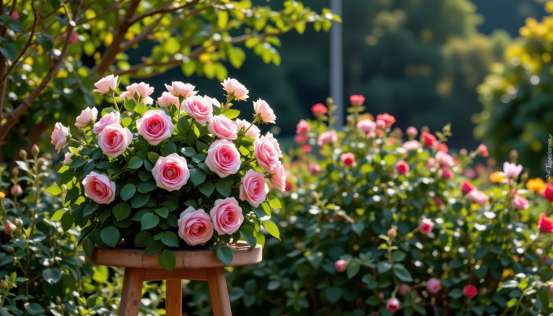 Różowe, Róże, Bukiet, Ogród, Grafika AI