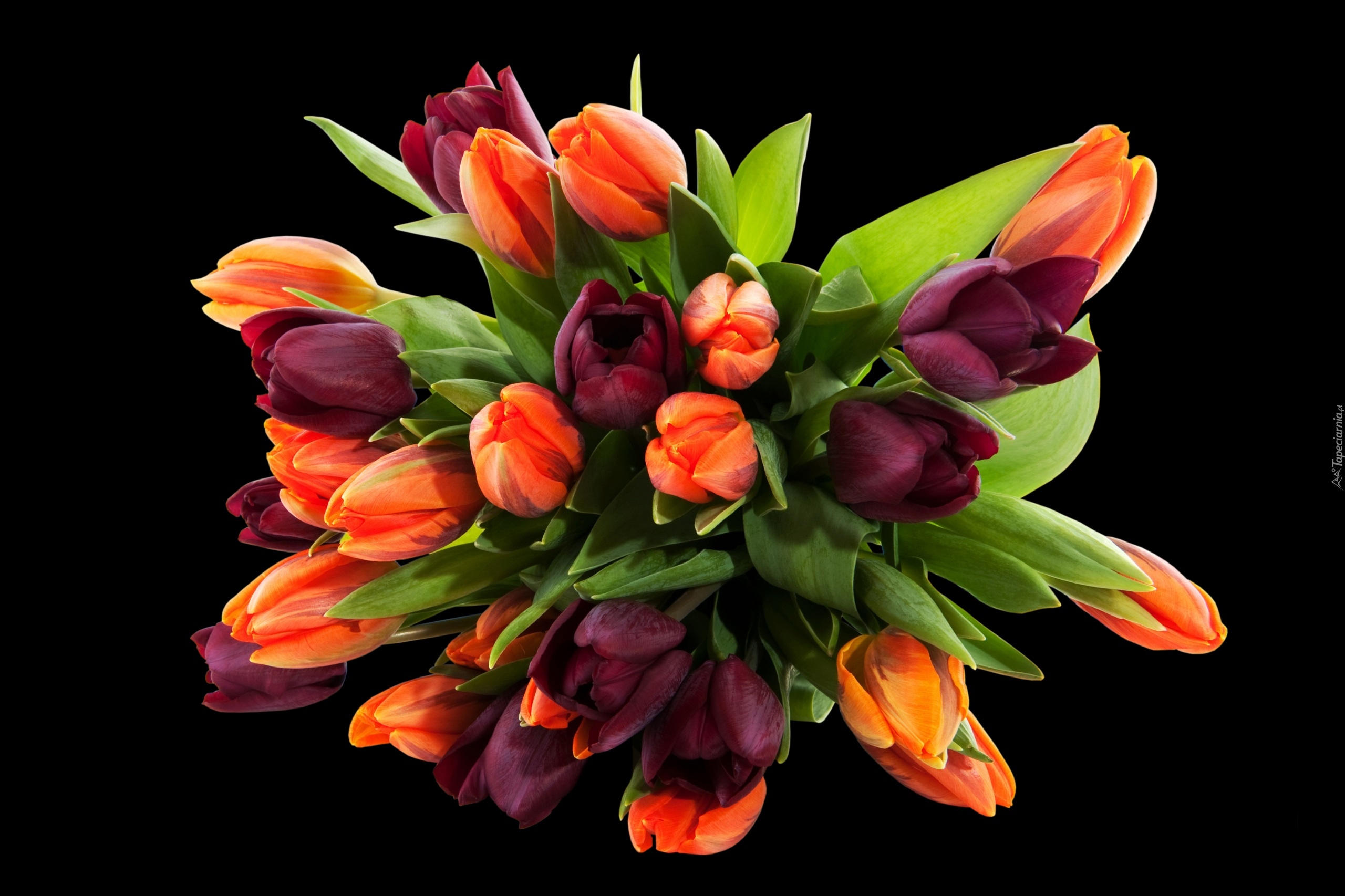 Tulipany, Bukiet, Czarne Tło