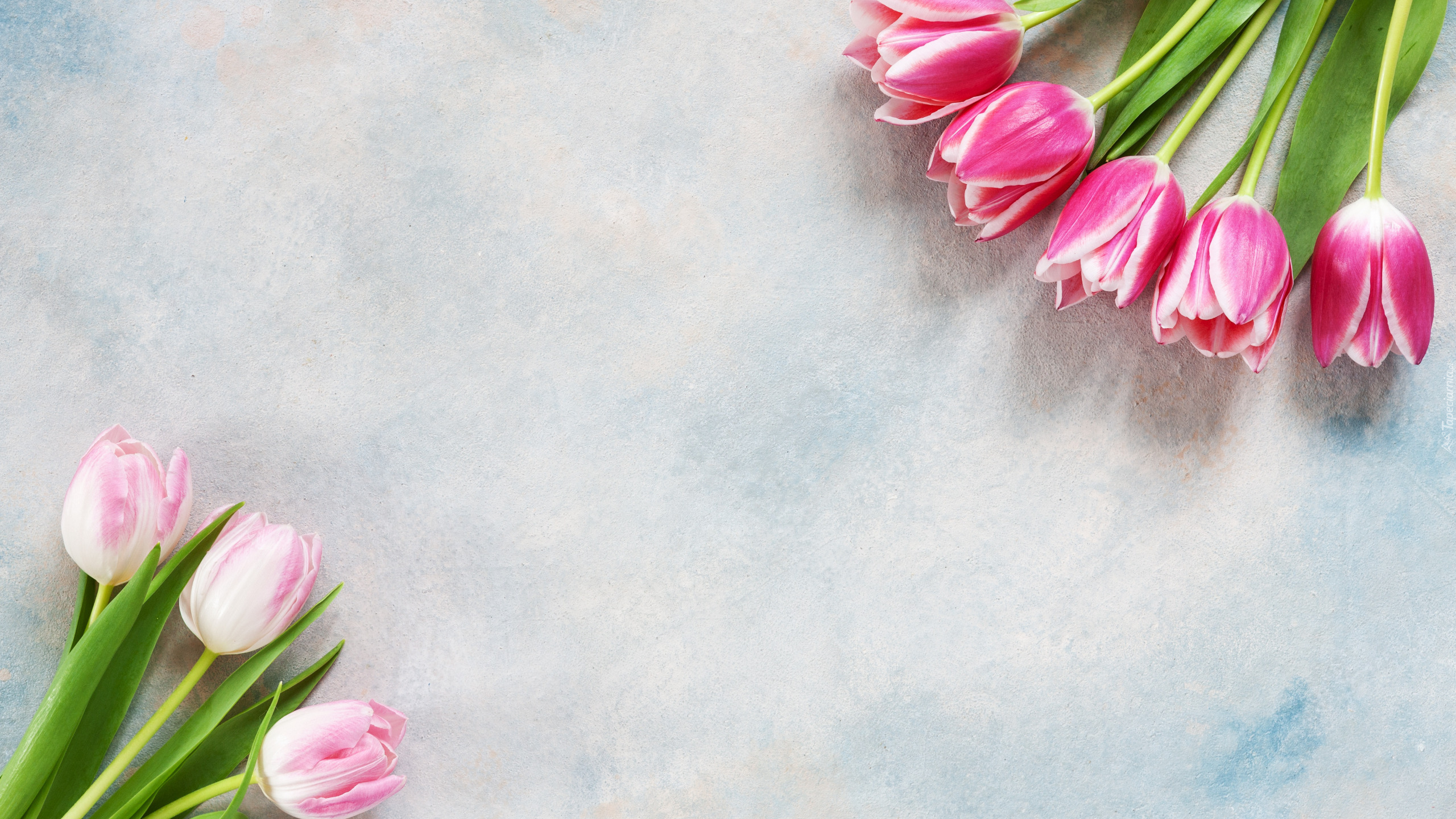 Jasnoróżowe, Biało-różowe, Tulipany