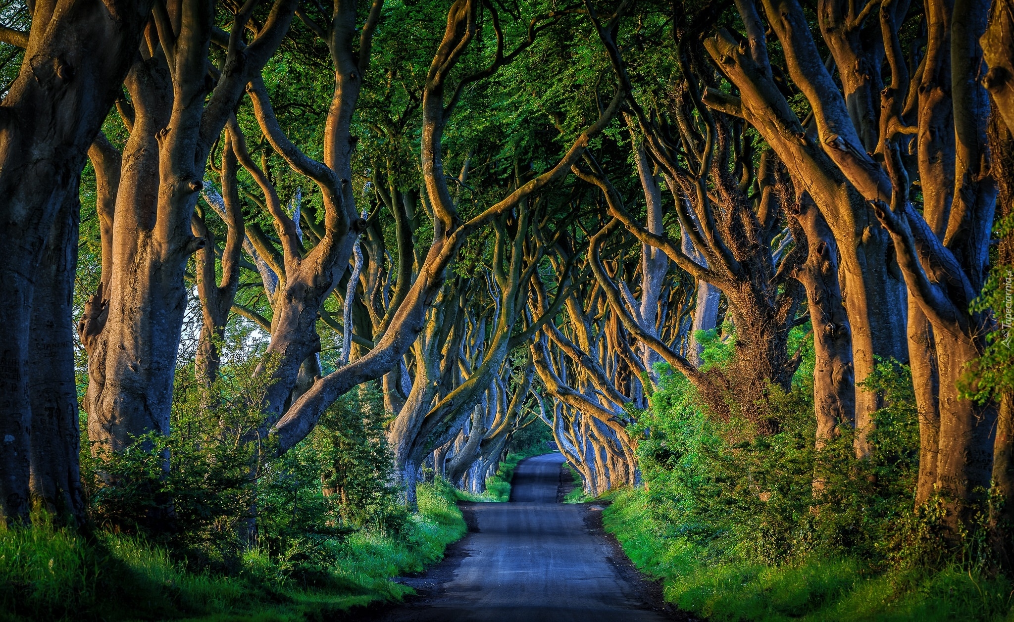 Irlandia Północna, Hrabstwo Antrim, Bukowa aleja Dark Hedges, Droga, Drzewa, Buki